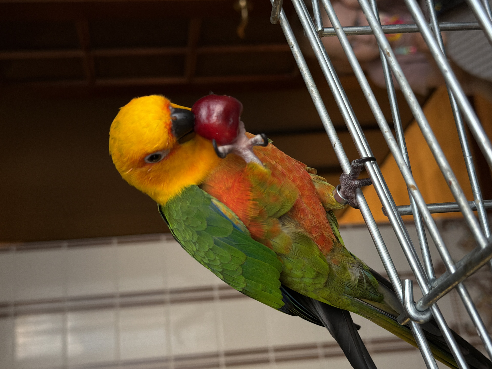 A close-up, eye-level shot shows a brightly colored parrot perched on a metal grate. The parrot's head and chest are a vibrant yellow and orange, while its wings and tail are green with some blue accents. It is holding a small, dark red cherry in its beak and left foot, appearing to be eating it. The parrot has black eyes and a dark beak. The background is blurred, but it appears to be an indoor setting with vertical blinds or curtains on the left and a dark brown wall or door on the right. The grate the parrot is on is made of thin, silver metal bars. The image is well-lit, highlighting the parrot's plumage and the texture of its feathers and the cherry.