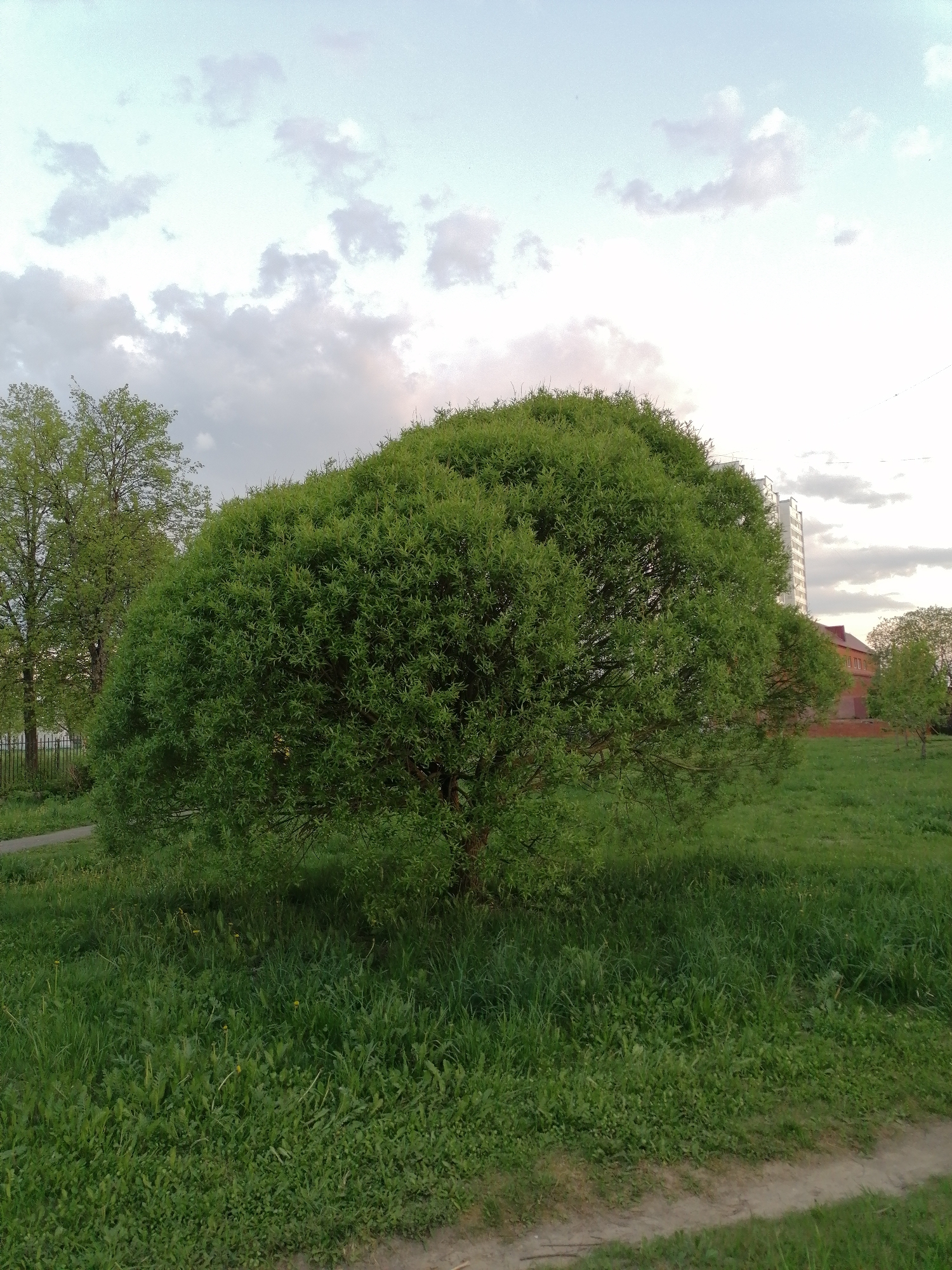 A medium shot captures a green tree with dense foliage in a grassy field. A sidewalk stretches along the bottom of the frame. In the background, there are other trees, a red brick building, and a taller building. The sky is cloudy.
