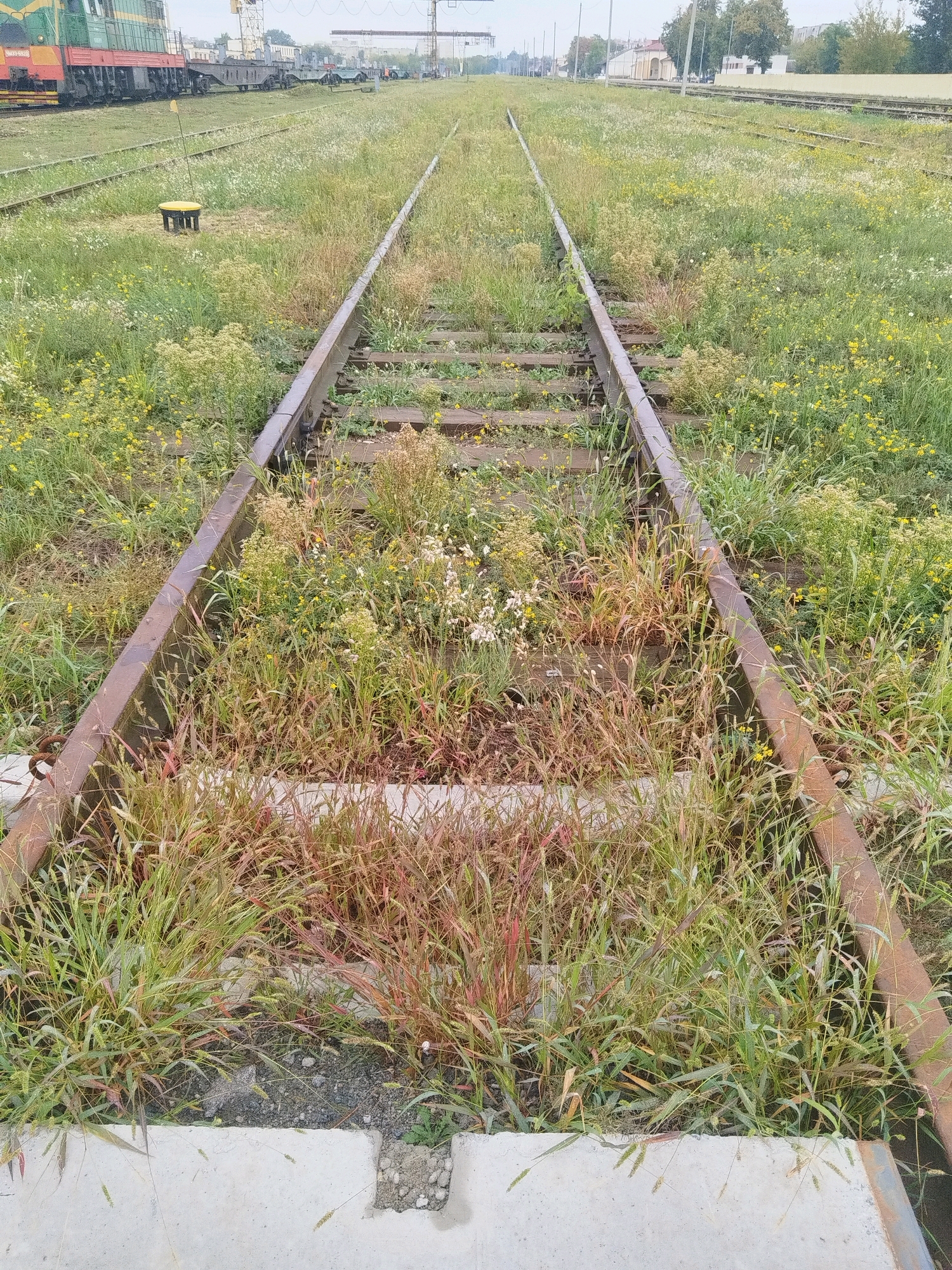 The image shows abandoned railway tracks overgrown with grass and weeds, in Brest, Belarus. The tracks are rusted and weathered, suggesting long-term disuse. The surrounding vegetation is dense, with various types of grasses and wildflowers, some of which are in bloom. In the background, there are more railway tracks, industrial buildings, and a crane, indicating the presence of a former or current industrial or transportation hub. The overall impression is one of neglect and the slow reclaiming of man-made structures by nature.