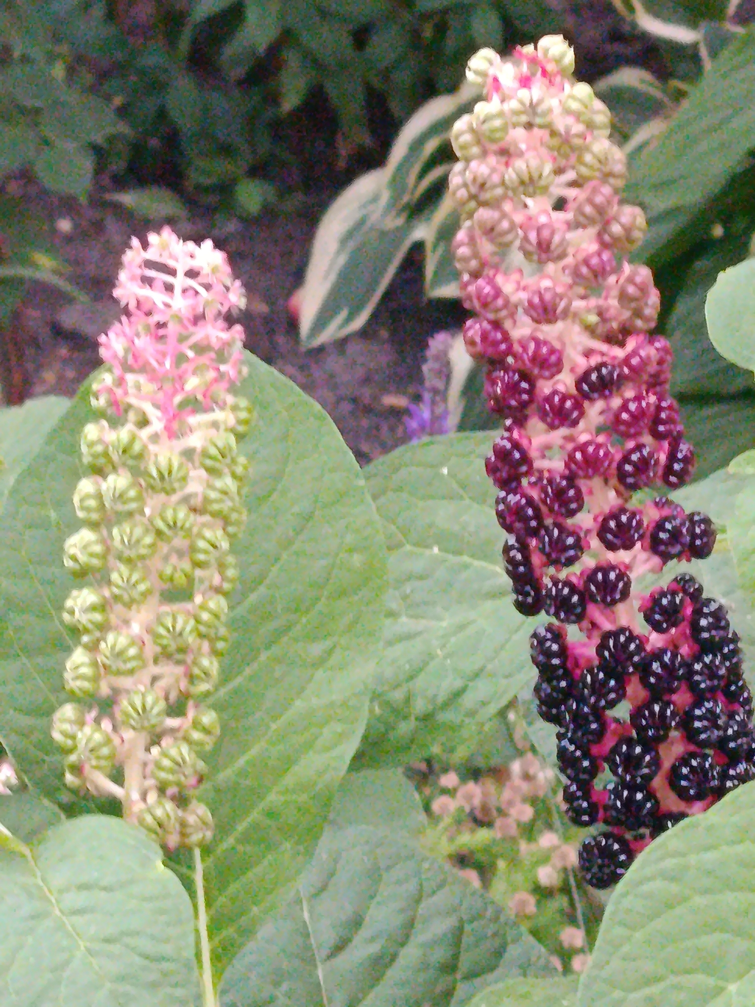 Two flowering plants, likely pokeweed, are the subjects of this close-up shot. The plant on the left has pale pink flowers at the top, transitioning to green buds below. The plant on the right displays a gradient of color, starting with pink at the top, moving through shades of burgundy, and ending with deep purple berries at the bottom. The leaves of both plants are large and green. The background is a blur of green foliage. There are no people or animals present, and the setting appears to be a garden or natural outdoor environment. The image was taken in Saratov, Russia.