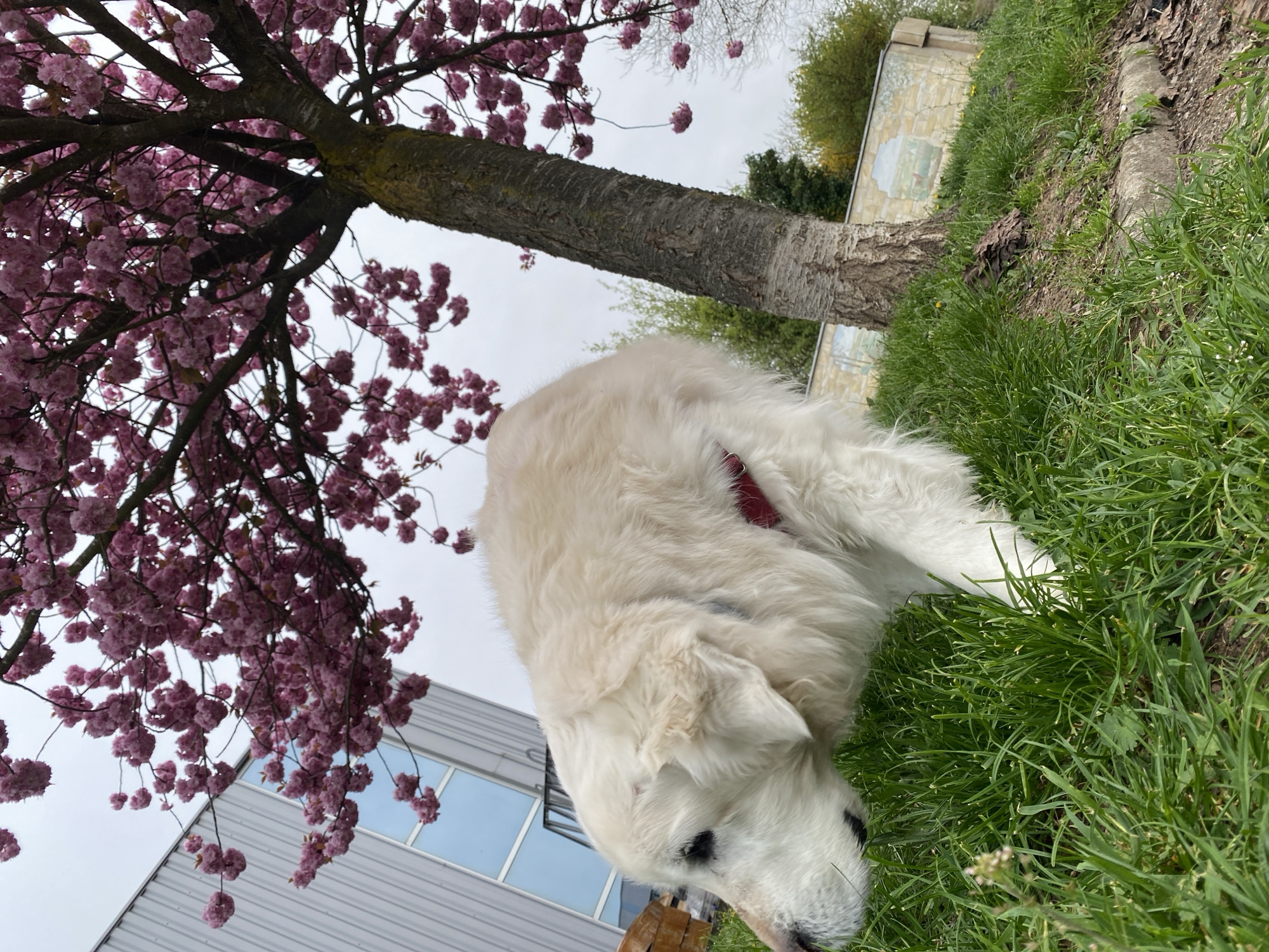 A low-angle outdoor shot taken in Truchtersheim, France, presents a white dog with a red collar, its head lowered near the ground amidst tall green grass. The dog is positioned near a tree with a thick trunk and blooming pink blossoms, a building with window reflecting sky sits under the blossoms. The sky is overcast.