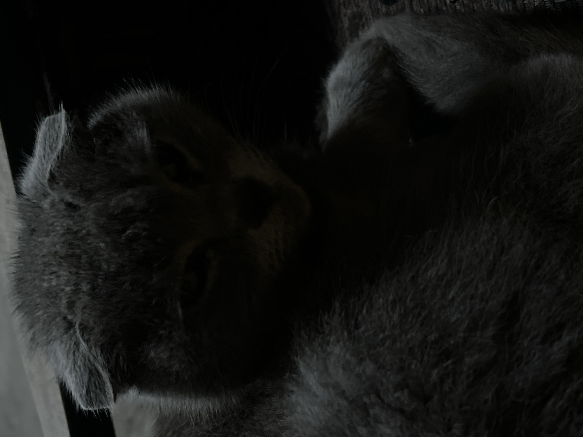 The image shows a dark, close-up view of a gray kitten lying down. The kitten's face is partially obscured by shadow. The background is dark, with a hint of a textured surface. It is not possible to determine the location of the image as Novopokrovskaya, Russia, based on the given visual information.