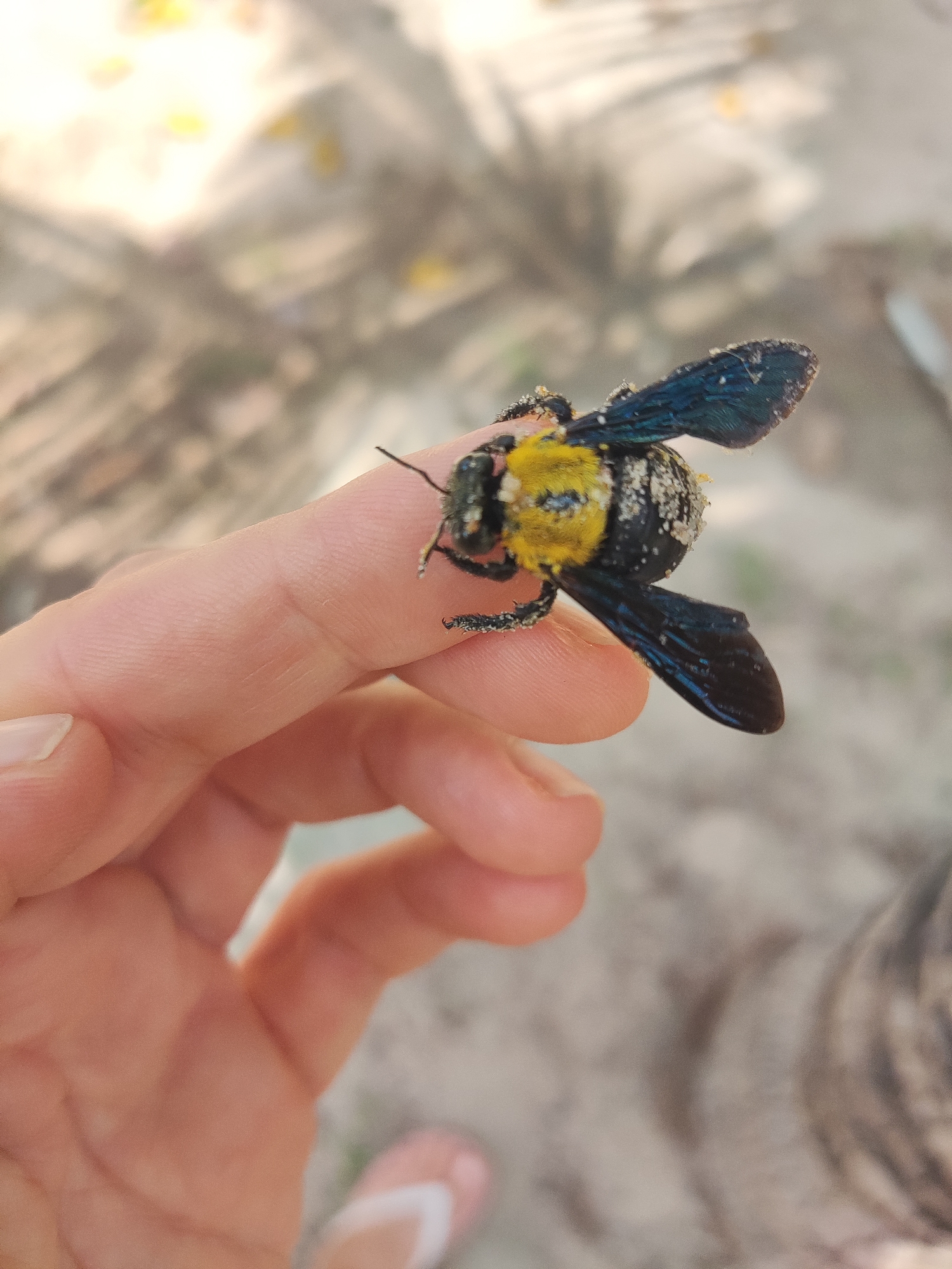 A person's hand is holding a black and yellow carpenter bee. The bee has sand on its body and wings. The background is blurred, but appears to be an outdoor, sandy area with some foliage. The person is wearing a flip-flop in the lower right corner. The location is not discernible.