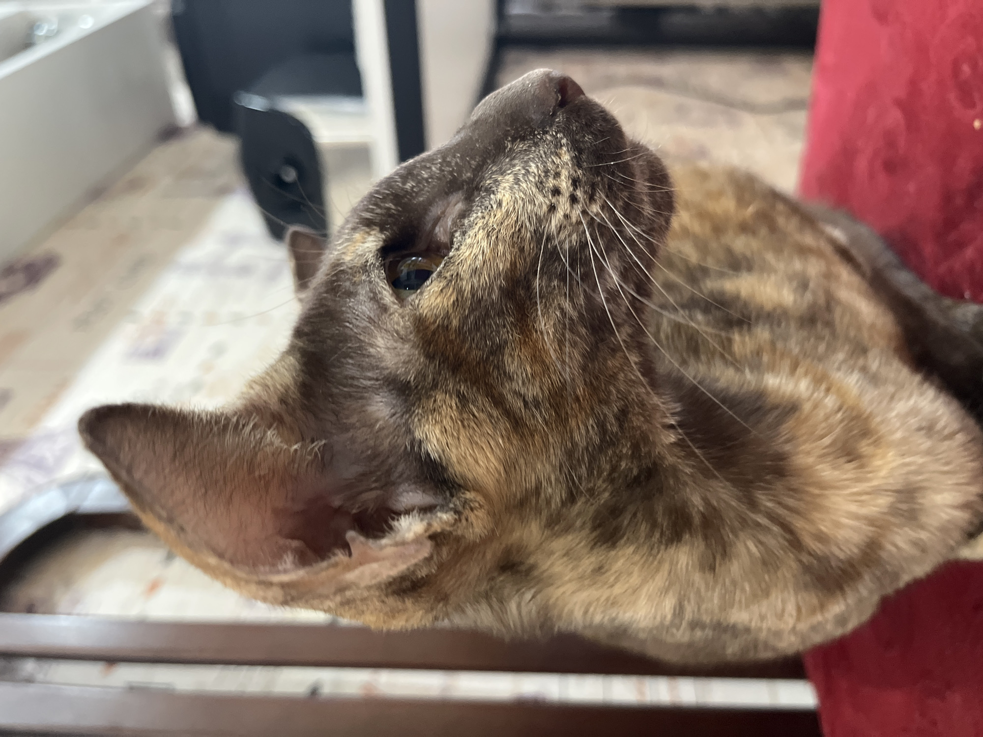 A close-up shot depicts a tortoiseshell cat lying down. The cat's head is tilted upwards, showcasing its right eye, nose, and whiskers. The background includes a blurry surface, possibly a table or floor, with a hint of furniture. A red object is visible to the right. There is no information to suggest that this photo was taken in Chaikovsky, Russia.