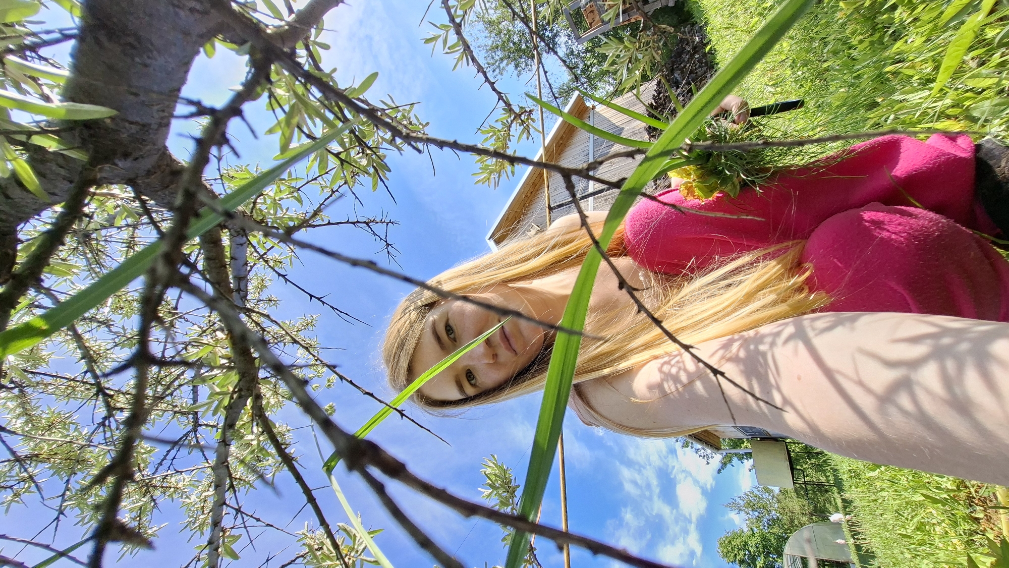 The image presents a unique low-angle perspective, appearing as if shot from the ground looking upwards. The primary subject is a young woman with long, straight blonde hair, whose face and upper body are partially visible in the lower half of the frame. She gazes directly into the camera with a calm, engaging expression. She is dressed in a light-colored top, possibly with a bright pink garment (such as a jacket or hoodie) over it. A small cluster of green leaves and yellow flowers rests on her shoulder, possibly a decorative element or natural foliage from her surroundings.
The immediate foreground is densely filled with thorny branches bearing small green leaves, alongside blades of tall green grass. This vegetation creates a natural, somewhat intricate frame around the woman.
In the mid-ground, a light-colored wooden building with a roof is visible, suggesting a house or outbuilding. The background expands to show a vibrant outdoor setting under a clear blue sky dotted with scattered white clouds. Lush green grass and various trees are present, along with distant structures including a white shed or trailer and a greenhouse.
The scene depicts a sunny, clear day in what appears to be a spacious yard or garden, consistent with a rural or suburban environment such as Большой Букор, Russia. The woman's pose, looking downwards into the lens, suggests she is either crouching or lying close to the ground, creating an intimate connection with the viewer's perspective. There is no visible text in the image.