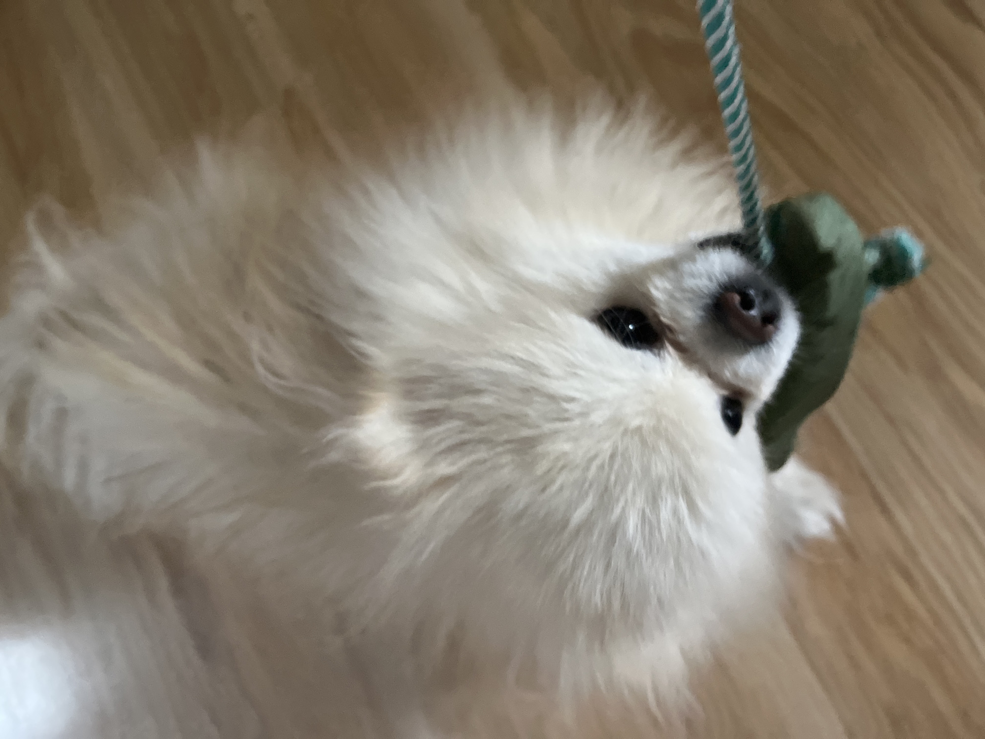A small, white dog with black eyes and a black nose is looking up at the camera. The dog is biting a green toy attached to a blue and white rope. The background is a light brown wood floor. The location is unknown, and there is no indication it is in Izhevsk, Russia.