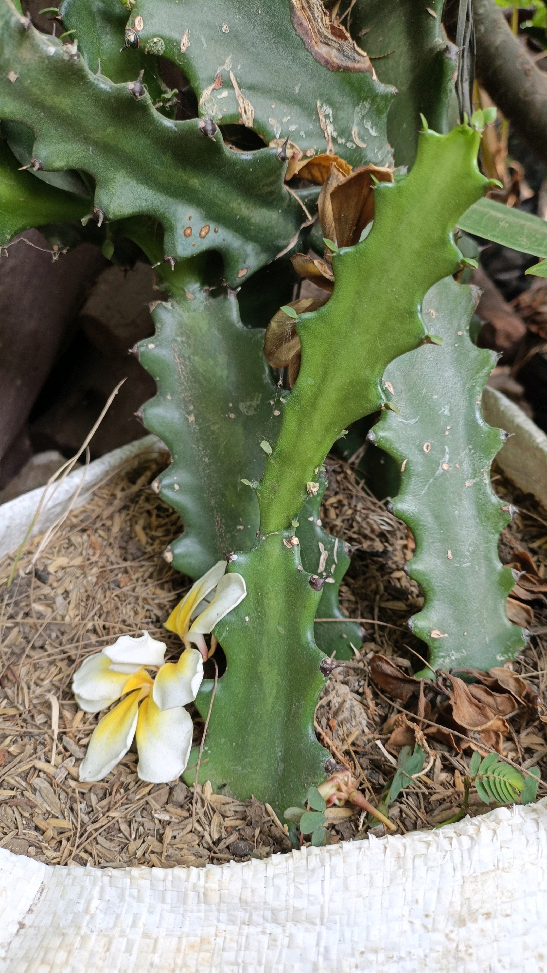 A fallen plumeria flower with white and yellow petals lies on dry, light brown mulch in front of a succulent plant with green, segmented stems. The succulent plant is in a white woven pot. The environment appears to be outdoors, possibly in a garden or courtyard, with shadows and natural lighting. There are no people or animals visible in the scene. This scene is located in Cikal, Indonesia.