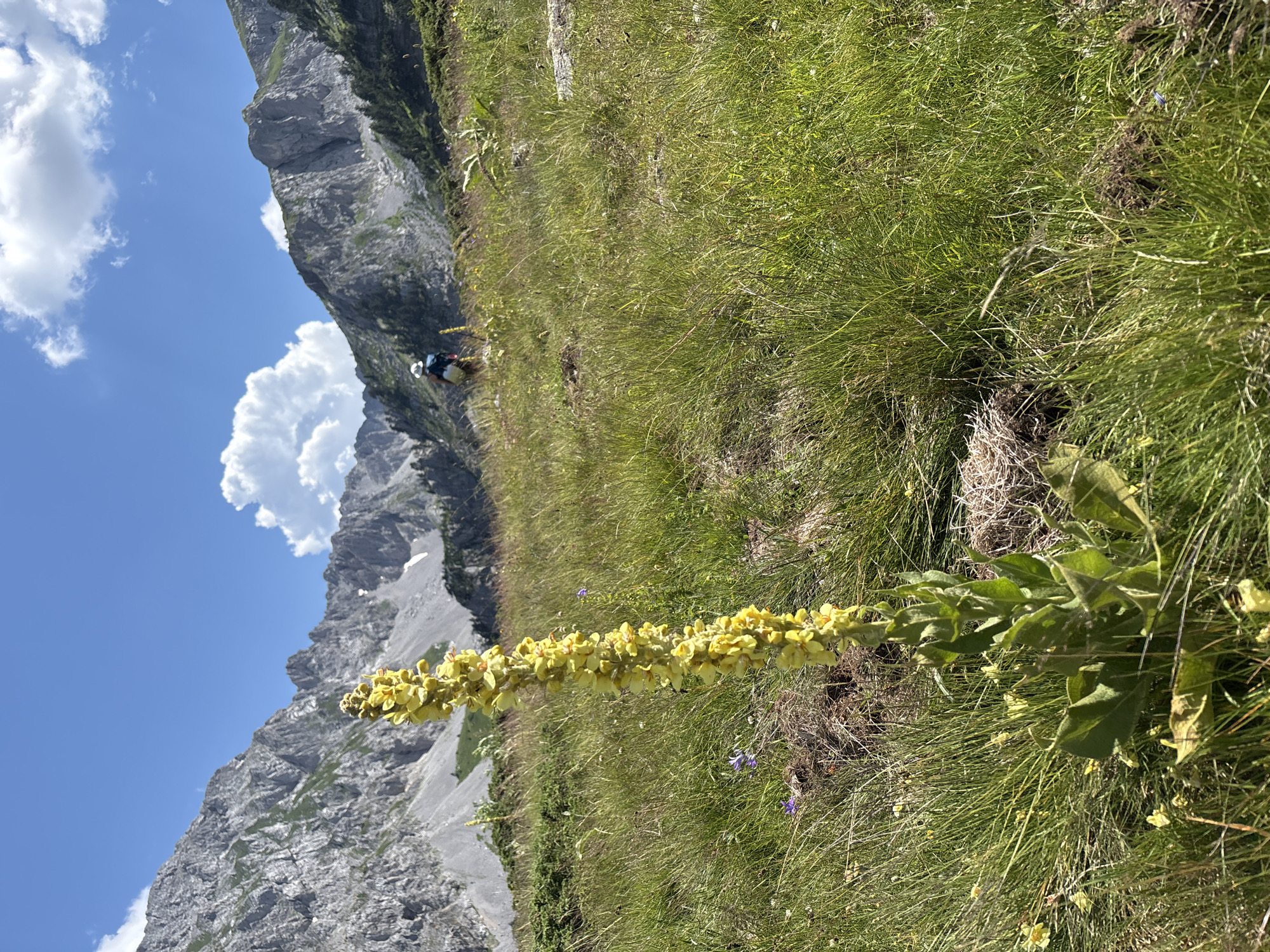 In Katun Vulića, Montenegro, a tall, yellow-flowered mullein plant stands in the foreground, dominating the left side of the frame. Its stalk is densely packed with small, bright yellow blooms. The plant is set against a backdrop of lush green grass and undulating terrain. In the middle ground, a solitary figure wearing a hat and a backpack is seen walking away from the camera, heading towards a majestic mountain range. The mountains, with their rugged, grey peaks, rise sharply against a bright blue sky dotted with fluffy white clouds. The overall scene depicts a serene, natural landscape, likely a hiking trail in a mountainous region.