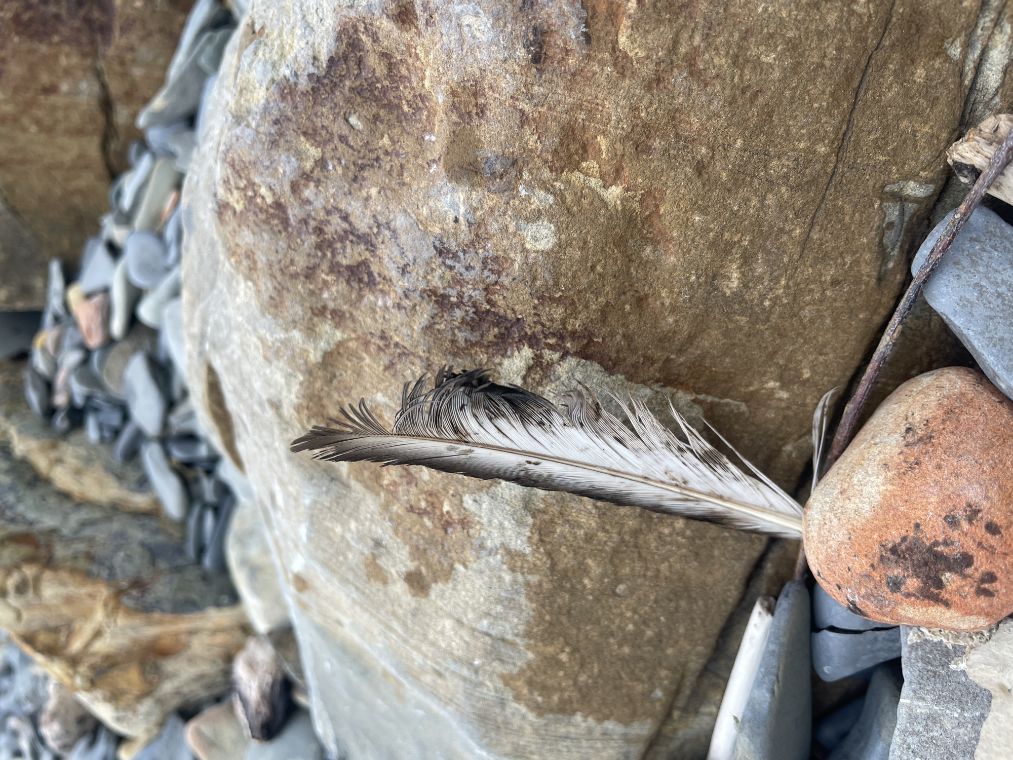 The image depicts a single feather, predominantly white with black markings near the tip, resting on a rocky surface. The feather is partially obscured by a medium-sized, reddish-brown rock with darker spots. The rocks are various sizes and colors, ranging from gray to brown. A small twig is visible near the reddish-brown rock. The overall setting appears to be a natural environment, possibly a shoreline or rocky area. The location is specified as Olginka, Russia, though there are no elements in the image that directly confirm or deny that.