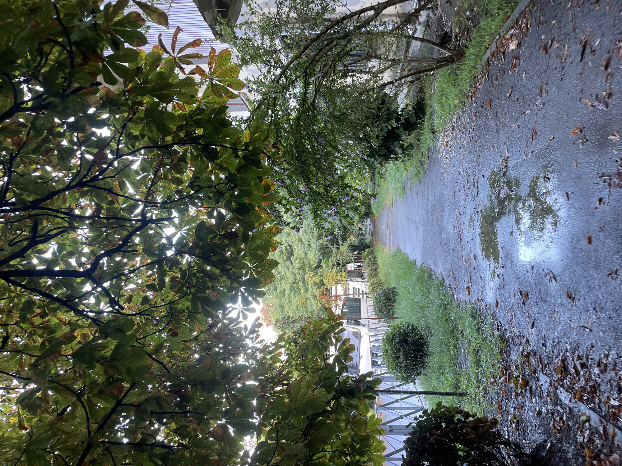 The image depicts a wet asphalt pathway in Sochi, Russia, flanked by greenery and a building. Overhead, a canopy of mature trees with large, palmate leaves, some showing autumn colors, filters the sunlight. The pathway itself has several puddles reflecting the sky and surrounding foliage, suggesting recent rainfall. To the left of the path, a metal fence encloses a strip of grass with manicured shrubs. Further along the path, trees and bushes line the grassy area, with a building visible on the right side. The building appears to be a residential or commercial structure with a light-colored, vertical siding. A white minibus is parked further down the path on the left side, partially obscured by trees. The scene conveys a sense of a damp, autumnal day in an urban park or residential area.