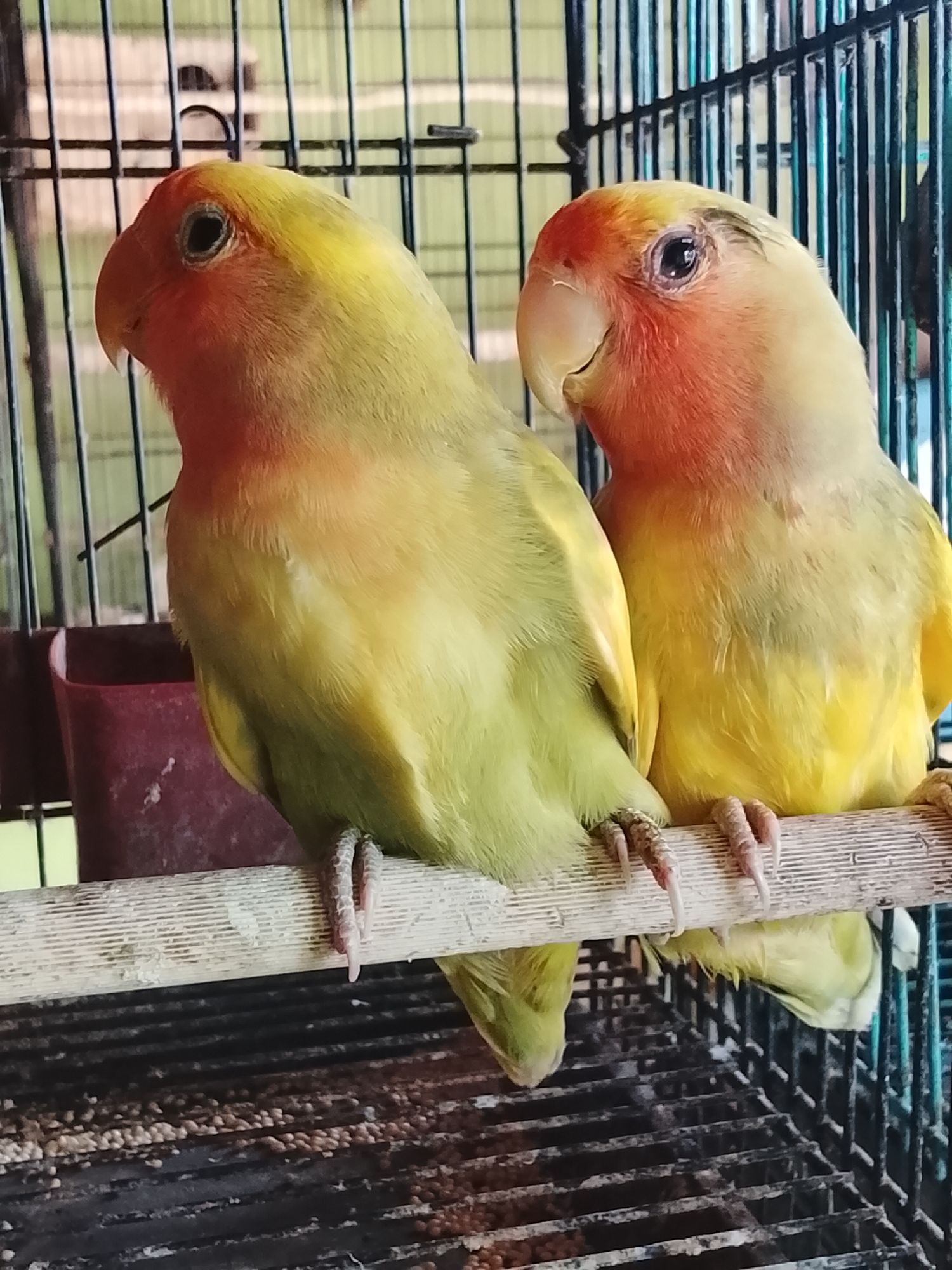 Two lovebirds are perched on a wooden dowel in a cage. The bird on the left is facing left, with its head turned slightly towards the viewer. It has a yellow body and wings with a greenish tint. Its face and neck are a peachy-orange color, and its eye is dark. The bird on the right is facing right, with its head turned towards the left bird. It also has a yellow body and wings, with a peachy-orange face and neck. Its eye is also dark. The cage is made of dark metal bars, and a red food dish is visible behind the birds. The floor of the cage is a black grate with birdseed scattered on it. The image appears to have been taken indoors, possibly in a home or pet shop. The location of Kuta Trieng, Indonesia, is not directly observable from the image itself.