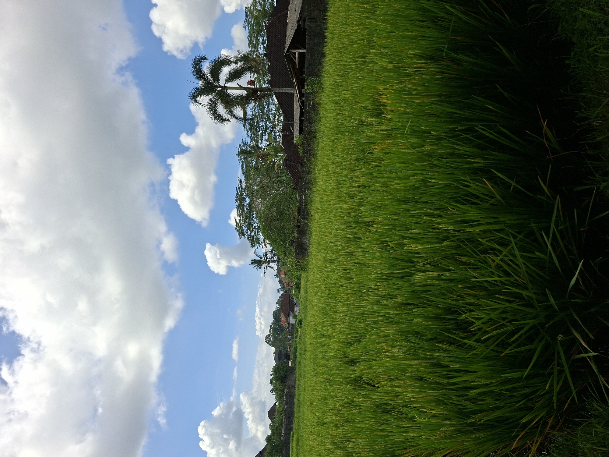 The image depicts a vibrant, green rice field in the Ubud District of Indonesia. The rice plants occupy the right half of the image. A row of trees, and buildings are positioned horizontally in the middle of the frame. A blue sky punctuated by fluffy white clouds fills the left half of the image.