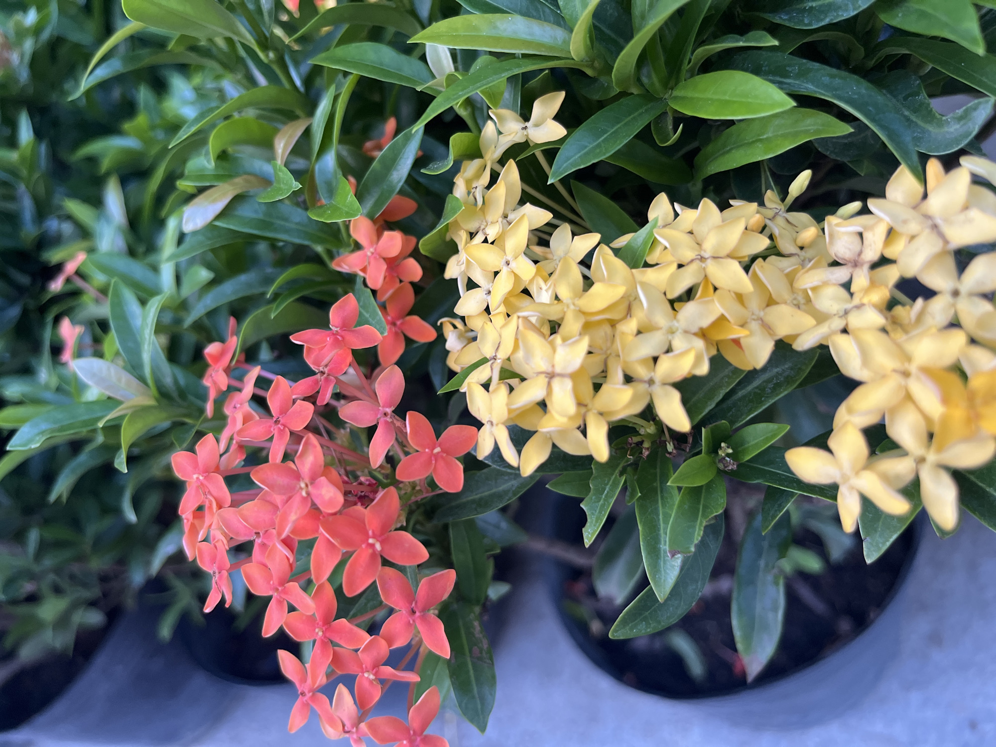The image shows a close-up of flowering ixora plants. The flowers are clustered in two main colors: coral pink and bright yellow. The pink flowers are on the left side of the frame and appear to be in various stages of bloom, with some fully open and others still forming. The yellow flowers are on the right side, also in clusters, and appear to be slightly further away or larger in scale in the image. The plants have lush green foliage, with some leaves showing slight imperfections or browning at the edges. The flowers have a star-like shape with four distinct petals.
The scene is likely outdoors, possibly in a garden or nursery, given the presence of what appear to be dark plastic pots at the bottom of the frame, filled with soil. The lighting suggests it is daytime, with natural light illuminating the vibrant colors of the flowers and leaves. There are no people or animals visible in the image. The focus is entirely on the botanical subject matter. The image appears to have been taken from a slightly elevated angle, looking down onto the plants. The overall impression is one of natural beauty and the variety of colors within the ixora species. The context provided, Bac Nha Trang Ward, Vietnam, suggests a tropical or subtropical environment where such plants thrive. No text is visible in the image.
