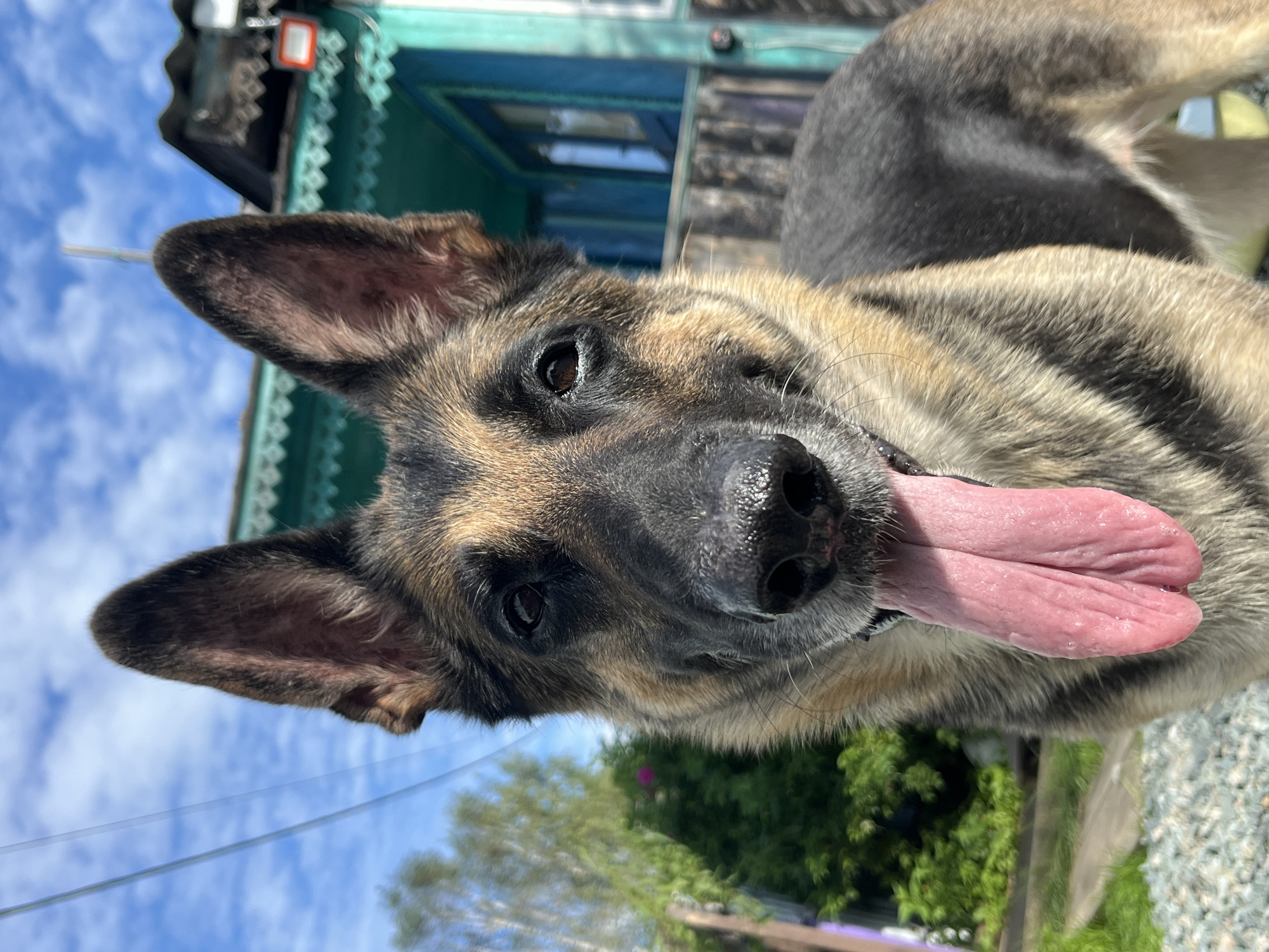 A German Shepherd is captured in a close-up, head-on shot, panting with its pink tongue prominently displayed. The dog's fur is a mix of tan and black, with large, erect ears. In the background, a traditional wooden Russian house with teal trim and decorative eaves is visible, along with lush green trees and a bright blue sky with scattered clouds. The setting appears to be a rural or suburban area, possibly within Nizhny Tagil, Russia, given the architectural style of the house and the natural surroundings. The ground in the foreground is covered with gravel.