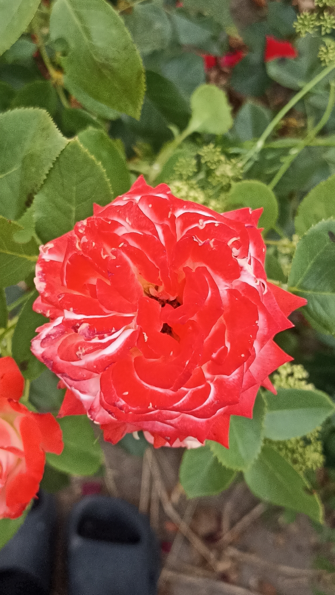 The image shows a close-up of a red and white rose in bloom, surrounded by green foliage and some small, lighter green buds. The rose has a tightly packed, swirling petal structure with prominent white edges and streaks on the red petals. In the lower portion of the image, a dark object, possibly a piece of footwear, is visible. The background is a blur of green leaves and some hints of red berries or flowers, with a textured, brownish ground beneath. There is no discernible indication of the specific location within Magala, Moldova, in the provided image.