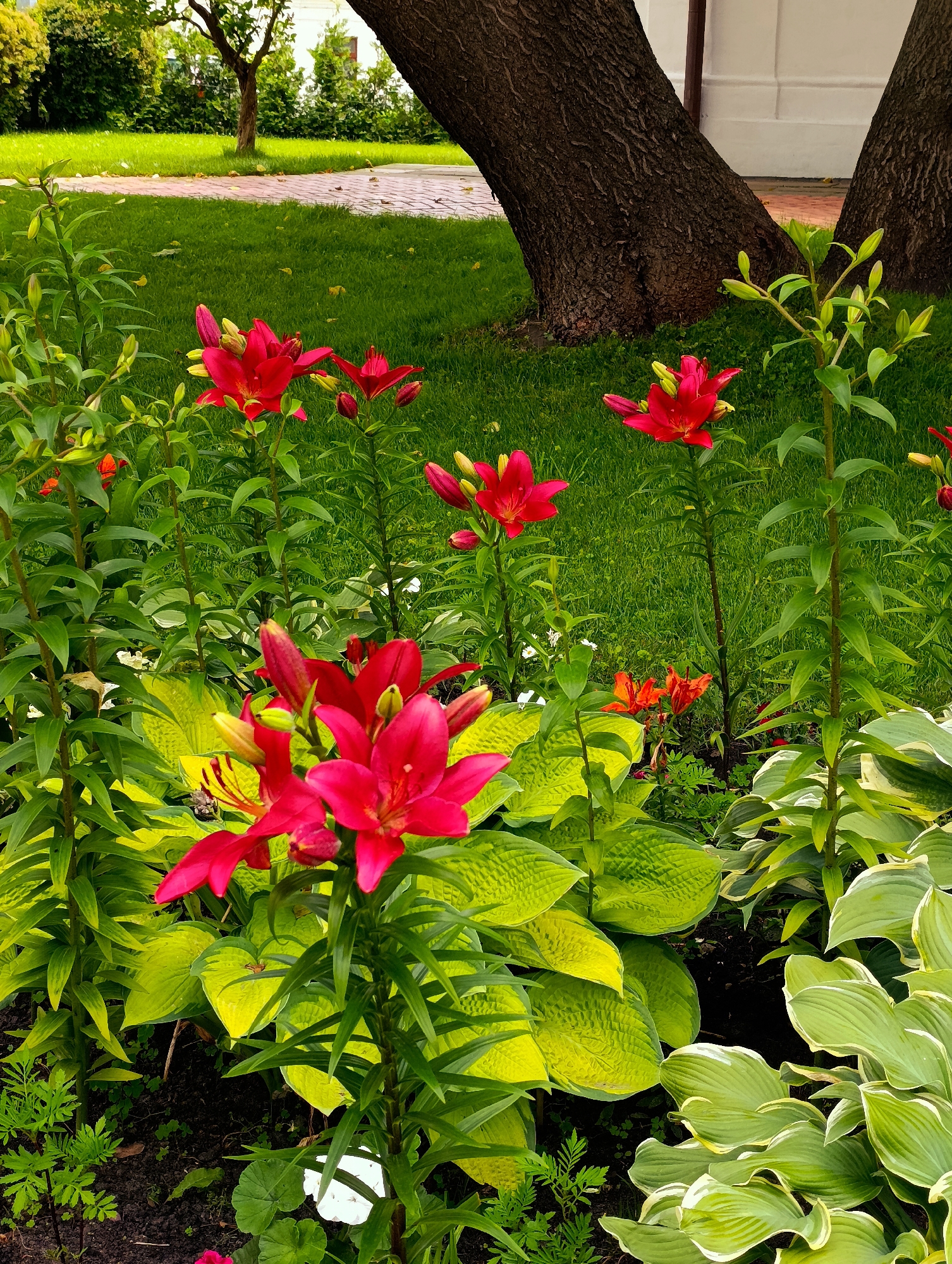 In Kyiv, Ukraine, a verdant garden scene unfolds, dominated by vibrant red lilies in full bloom. These striking flowers, with their deep crimson petals, stand tall amidst lush green foliage. The ground is covered in a dense carpet of grass, punctuated by the broad, textured leaves of hosta plants, some of which exhibit a yellowish hue. In the background, the thick, textured trunks of two mature trees rise prominently, their dark bark contrasting with the surrounding greenery. Behind the trees, a white building with a brown trim is visible, hinting at a well-maintained urban landscape. A pathway, paved with interlocking bricks, is partially visible, suggesting a recreational or residential area. The overall impression is one of a peaceful and well-tended outdoor space, alive with the colors of nature.
