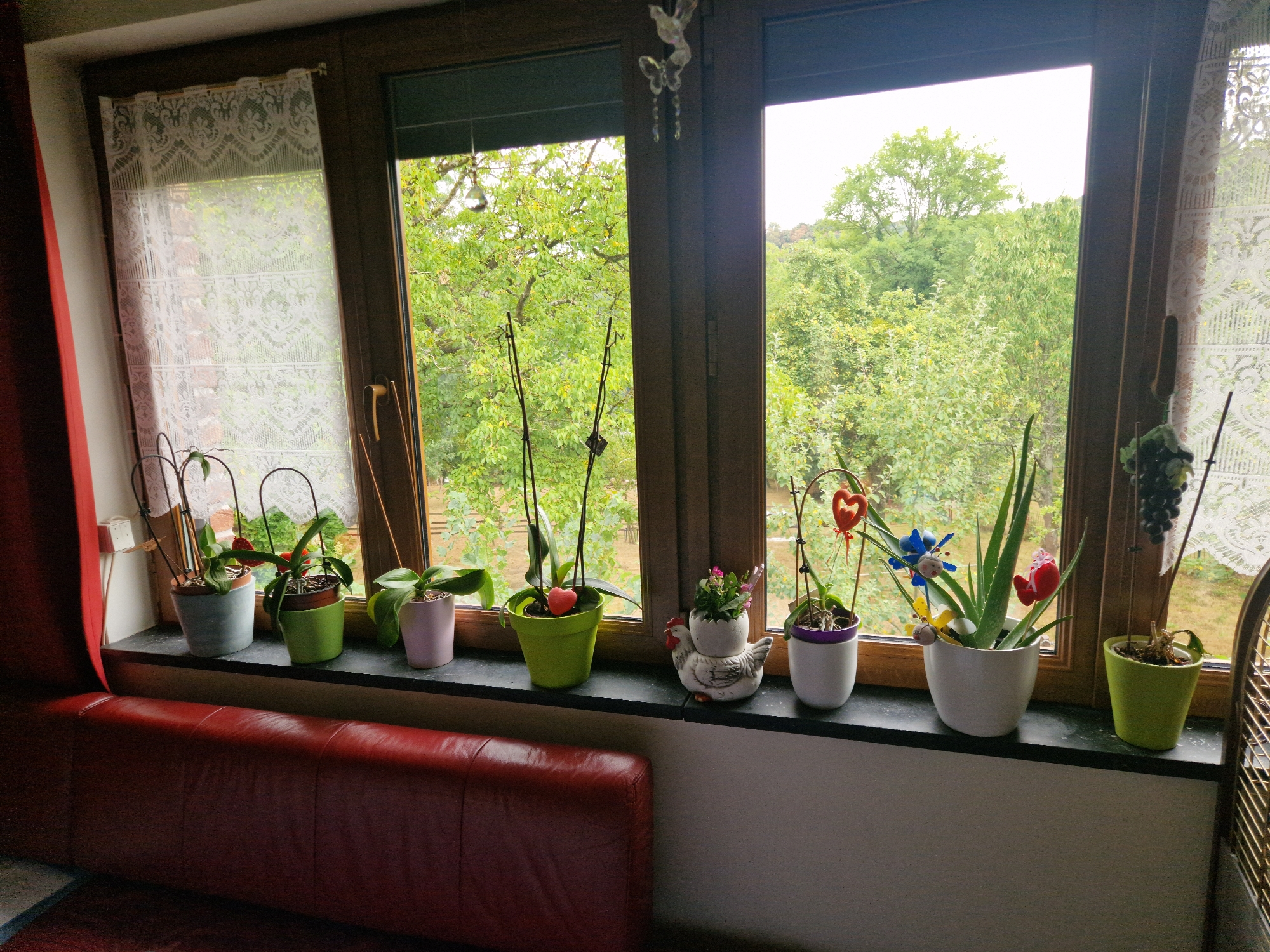 The image displays a windowsill inside a dwelling, with a view of lush green trees and foliage outside through two large windows. On the windowsill, several potted plants are arranged. From left to right, there's a light blue pot with a plant, a green pot with a plant and a red heart decoration, a pink pot with a plant, a ceramic chicken planter with a small plant, a white pot with a plant and a blue butterfly decoration, a white pot containing an aloe vera plant with a red flower decoration, and a small green pot with a dried-out plant. A red leather sofa is visible in the foreground, partially obstructing the view of the lower portion of the scene. Lace curtains hang on the left window. The overall setting suggests a domestic interior with a focus on indoor plants and a connection to the outdoors. The location is identified as Waulsort, Belgium.