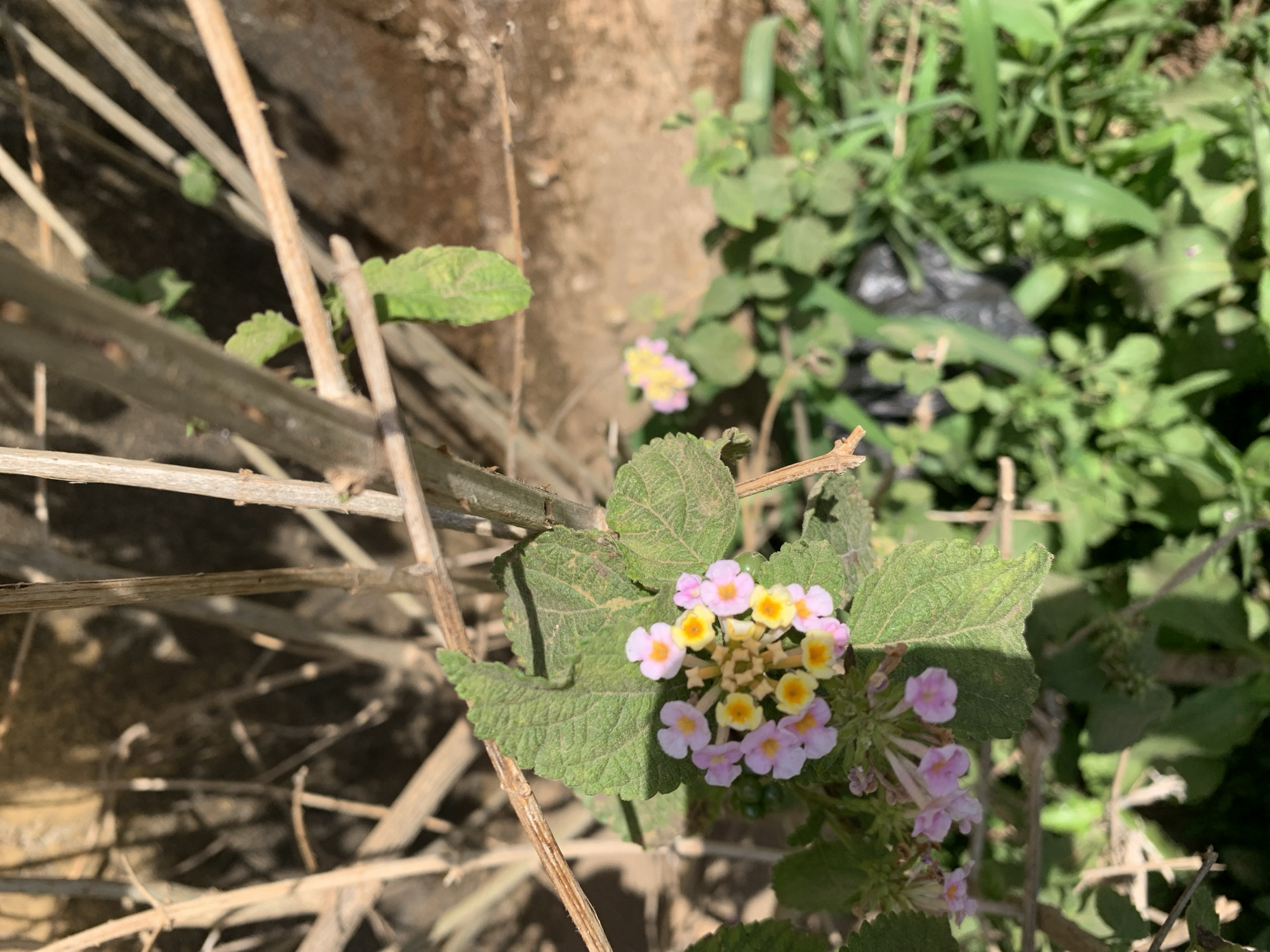 The image displays a close-up outdoor scene, centered on a cluster of small, vibrant flowers. These flowers, likely Lantana camara, exhibit yellow petals at their core, transitioning to light pink or lavender petals on the outer edges. They are attached to a plant featuring textured, green leaves, some of which appear lightly dusted.
The foreground and mid-ground are dominated by a dense arrangement of dried, light brown stalks or branches, creating a somewhat tangled backdrop that suggests dormant vegetation or a natural fence-like structure. Behind these stalks, a lighter brown, earthy surface, possibly a wall or a dry bank, is visible.
In the upper-right background, an area of lush green foliage and grasses is present, with another smaller, out-of-focus cluster of similar yellow and pink flowers interspersed within. Partially concealed by this greenery, a dark, crumpled object, resembling a black plastic bag, is visible, indicating human presence or waste.
The scene is brightly lit by direct sunlight, casting shadows and suggesting a clear, sunny day, likely in the late morning or early afternoon. The setting appears to be a natural or semi-natural environment, possibly an uncultivated area or roadside in Rafin Par, Nigeria. No specific activity or event is taking place, and there is no visible text.