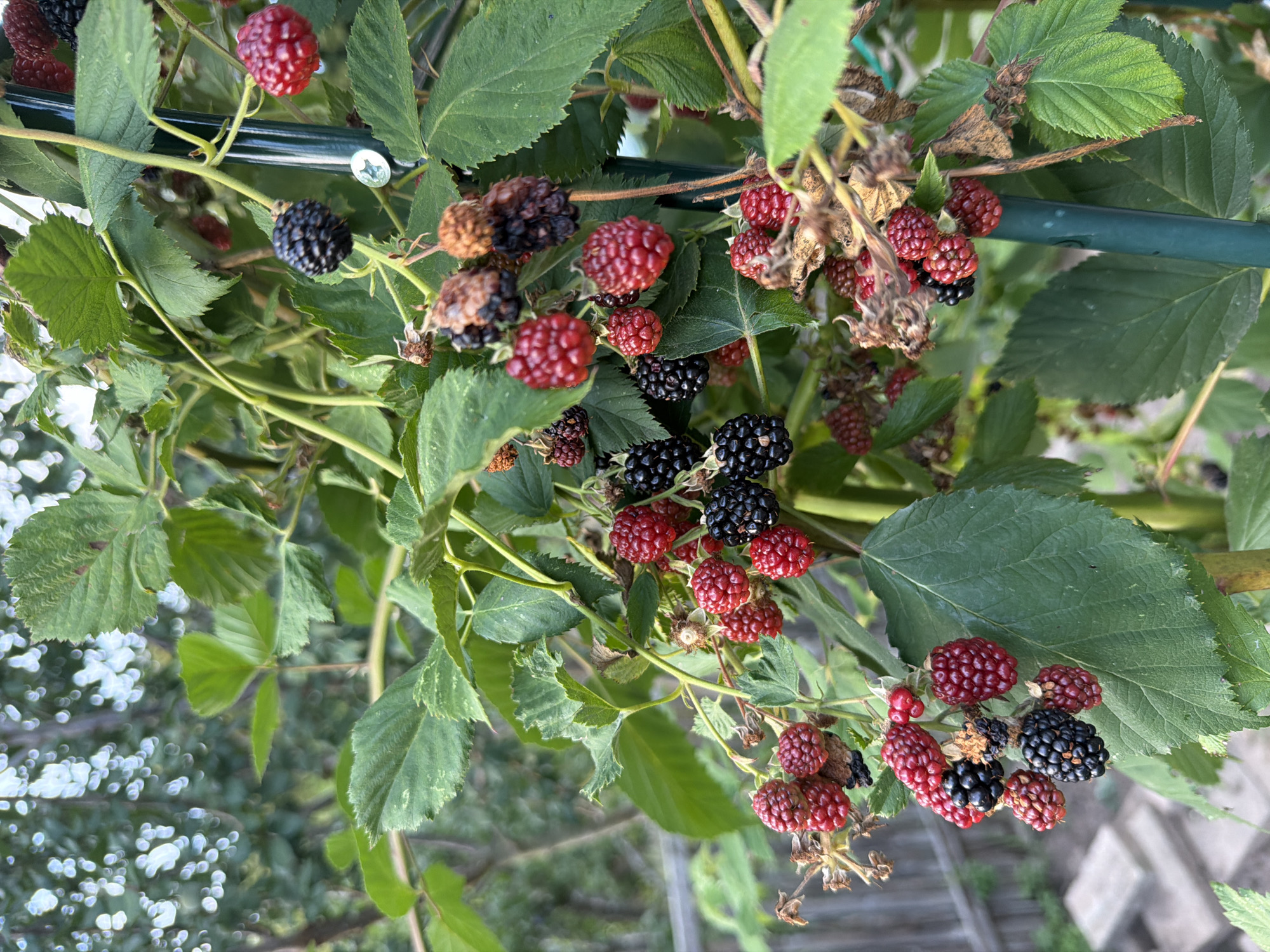 The image shows a close-up of a blackberry bush with ripe and unripe berries, as well as some dried fruit. The bush is supported by a green metal stake. The leaves are green and appear healthy. In the background, there is a wooden fence and some greenery. The scene is outdoors, likely in a garden or yard. There is no indication of the specific location in Bayreuth, Germany.
