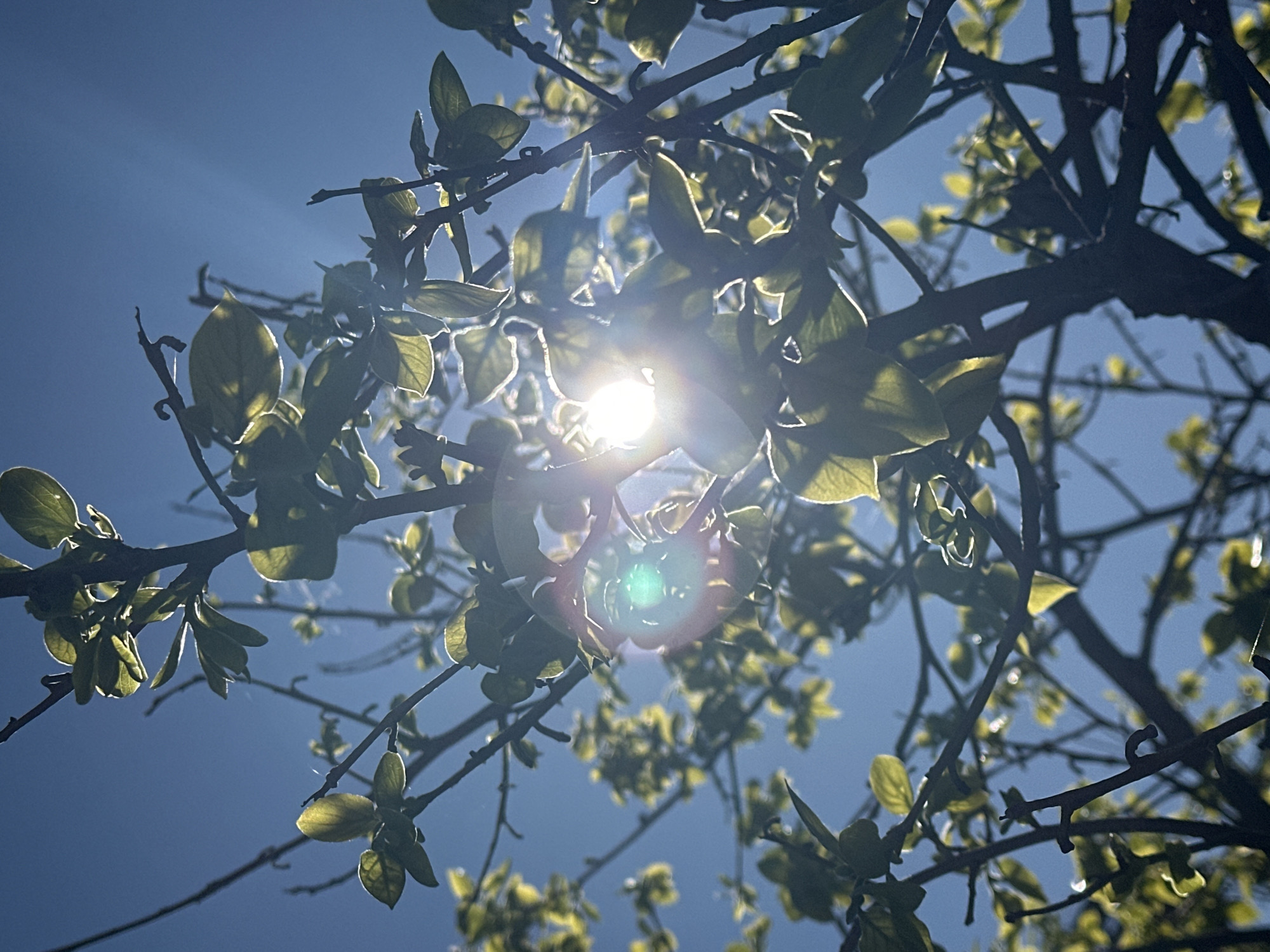 The image depicts a low-angle view looking up through tree branches and leaves towards the sun. The leaves are small and green, suggesting new growth. The branches are dark and silhouetted against the bright blue sky. The sun is a bright, concentrated point of light, creating a lens flare effect with a visible rainbow halo. The scene likely takes place outdoors in a location with clear skies. The location is in the city of Šušanj, Montenegro.