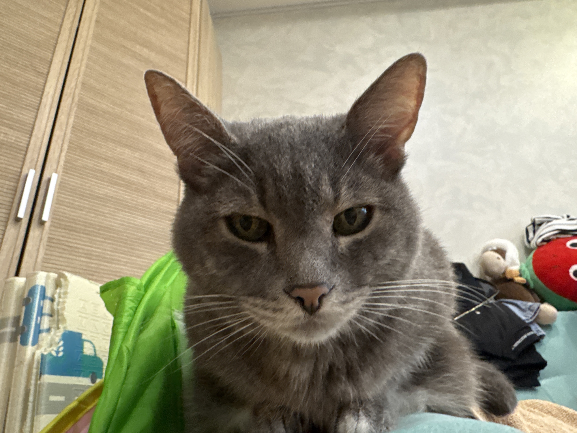 A medium shot captures a gray cat looking directly at the camera. The cat is in a domestic indoor setting, with a wooden cabinet visible on the left and a textured wall in the background. To the right of the cat, there are several objects including stuffed toys and clothing piled on a turquoise surface. The cat's fur is short, and its eyes are green. The image does not provide any specific geographic information that would allow for the determination of its location within Solikamsk, Russia.