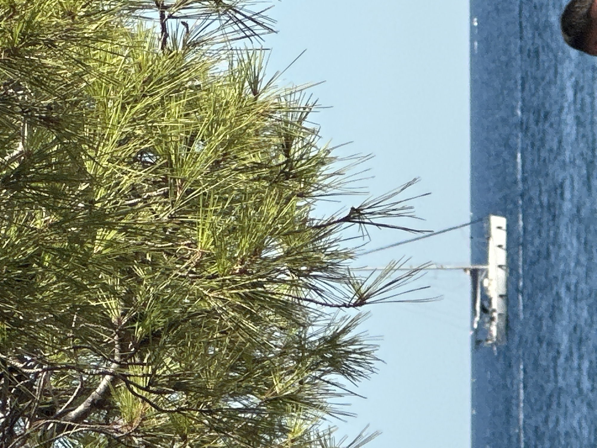 The image captures a serene scene at sea, viewed through the drooping branches of a pine tree. The foreground is dominated by the dense green needles of the pine, casting a natural frame over the rest of the composition. Below the foliage, a calm, deep blue sea stretches out towards the horizon, meeting a clear, pale blue sky.
On the water, a white sailboat is visible, its mast reaching towards the sky. The boat appears to be moving, indicated by a faint wake trailing behind it. The overall impression is one of peacefulness and natural beauty, with the pine branches suggesting a shaded viewpoint, possibly from a coastal area or a balcony overlooking the sea. The location is specified as Budva, Montenegro.