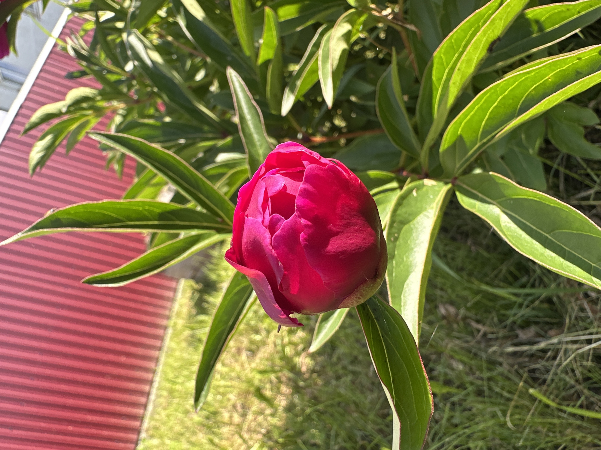 The image shows a close-up of a bright pink peony bud against a background of green foliage, grass, and a red corrugated metal wall. The red wall is likely part of a building or fence and is positioned in the upper left portion of the frame, running vertically. Sunlight illuminates the peony bud, highlighting its layered petals and the veins on the surrounding leaves. The grass in the lower half of the image is somewhat dry and patchy, suggesting an outdoor setting. The scene appears to be a garden or yard in the city of Yaroslavka, Russia, given the presence of typical Russian flora and architecture. There are no people or animals visible in the image.