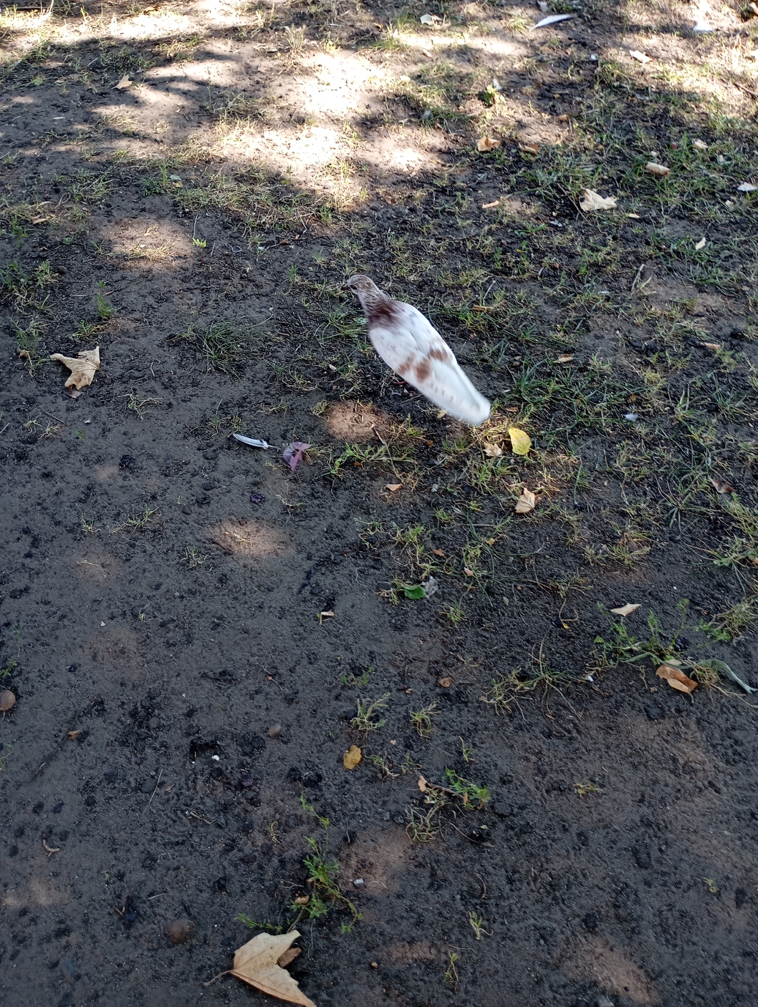 A bird with white and brown plumage stands on damp, dark soil with scattered green grass and fallen leaves. The bird is positioned in the center of the frame, facing towards the right. A white feather lies on the ground to the left of the bird, and a small purple object is visible near it. Shadows of tree branches are cast across the soil, suggesting an outdoor setting, possibly a park or public space. The scene appears to be in the city of Horishni Plavni, Ukraine, given the context of the request.