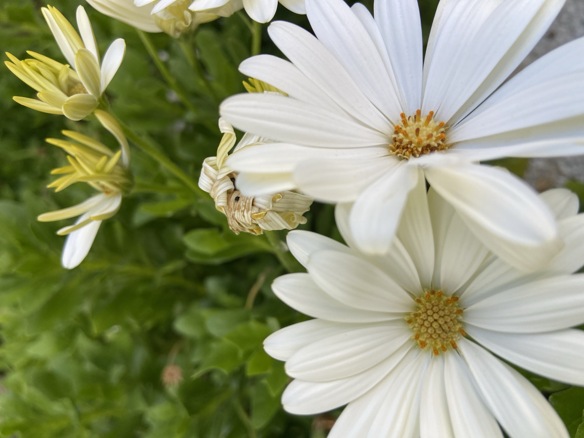 This is a close-up, eye-level, outdoor shot of several daisy-like flowers with white petals and yellow centers. Two fully bloomed white flowers are in the foreground, with their petals fanned out. A partially wilted white flower with brown edges is visible in the middle ground, and two yellow and white flowers are in the background, some still in bud form. The flowers are set against a blurred green leafy background, suggesting a garden or natural setting. No people or specific landmarks of Brežine, Montenegro, are visible in the image.