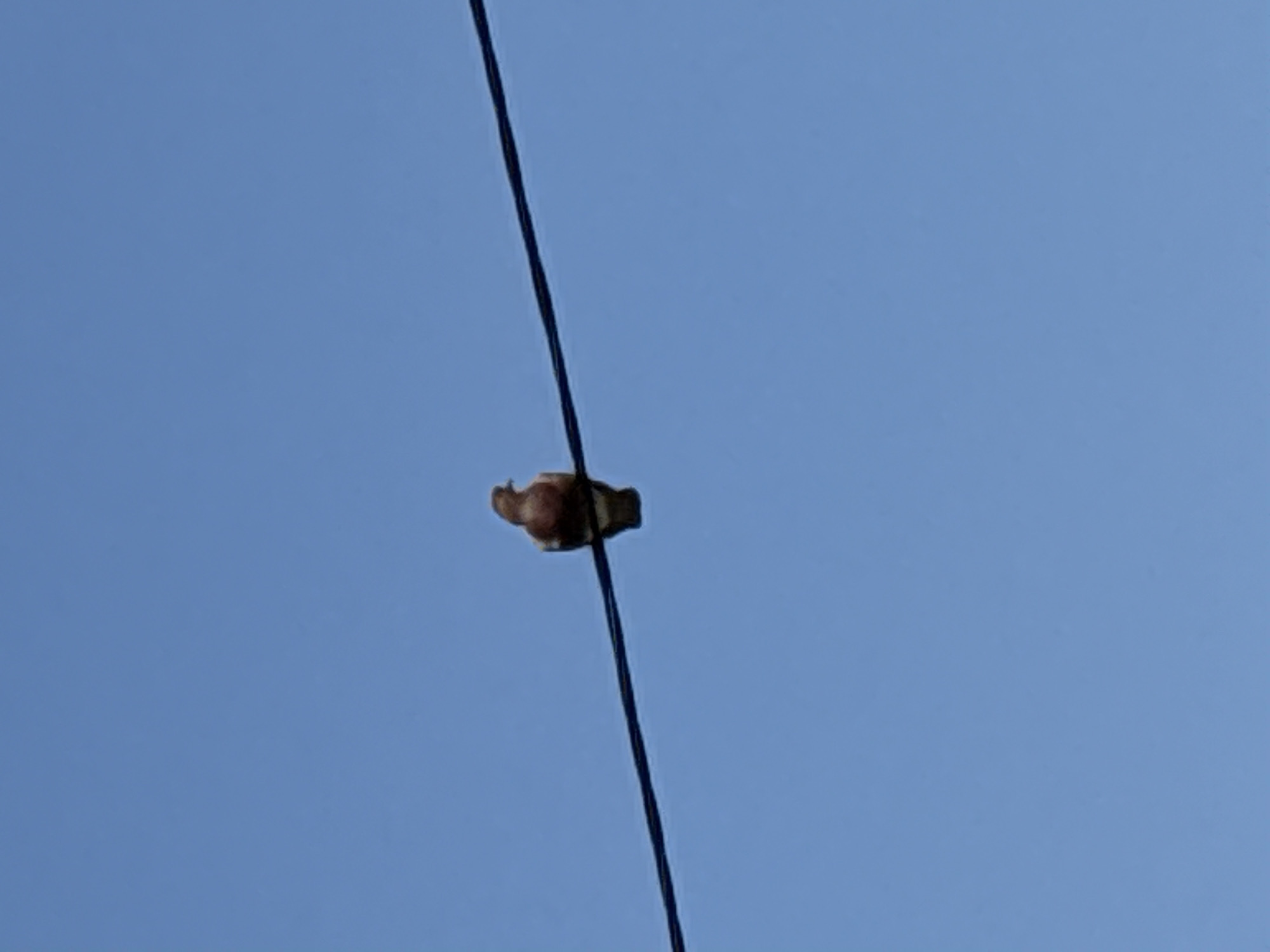 A single bird is perched on a power line against a clear blue sky. The bird is facing to the right and appears to be a pigeon. The power line stretches diagonally across the frame from the bottom left to the top right. The image is a medium shot, focusing on the bird and the immediate vicinity of the power line. No other objects or people are visible. The location is not identifiable from the image itself, and therefore, any assertion about it being in Bratsk, Russia, would be speculative.
