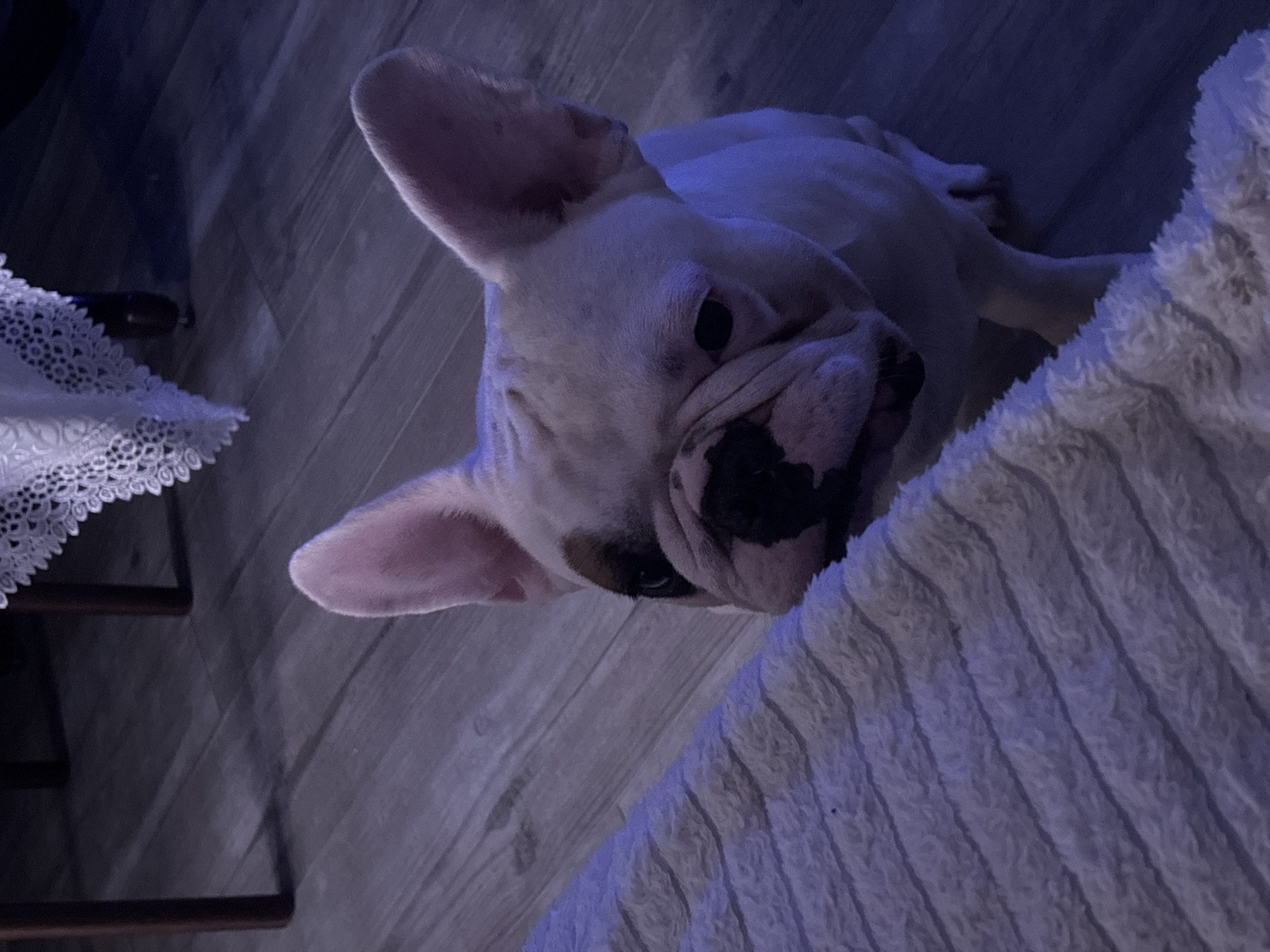 A light-furred, possibly white, French Bulldog with dark markings on its face, particularly around the nose and mouth, is the central subject of the image. The dog is tilted, looking up and into the camera with a curious expression. Part of a white, textured, possibly corduroy-like material is visible on the right side, suggesting the dog may be lying on a bed or blanket. To the left, a corner of a table or surface is visible, covered with white lace. The background appears to be a wooden floor. The lighting is somewhat dark and appears to be artificially lit. The location (Chaikovsky, Russia) cannot be determined from visual elements of the image.