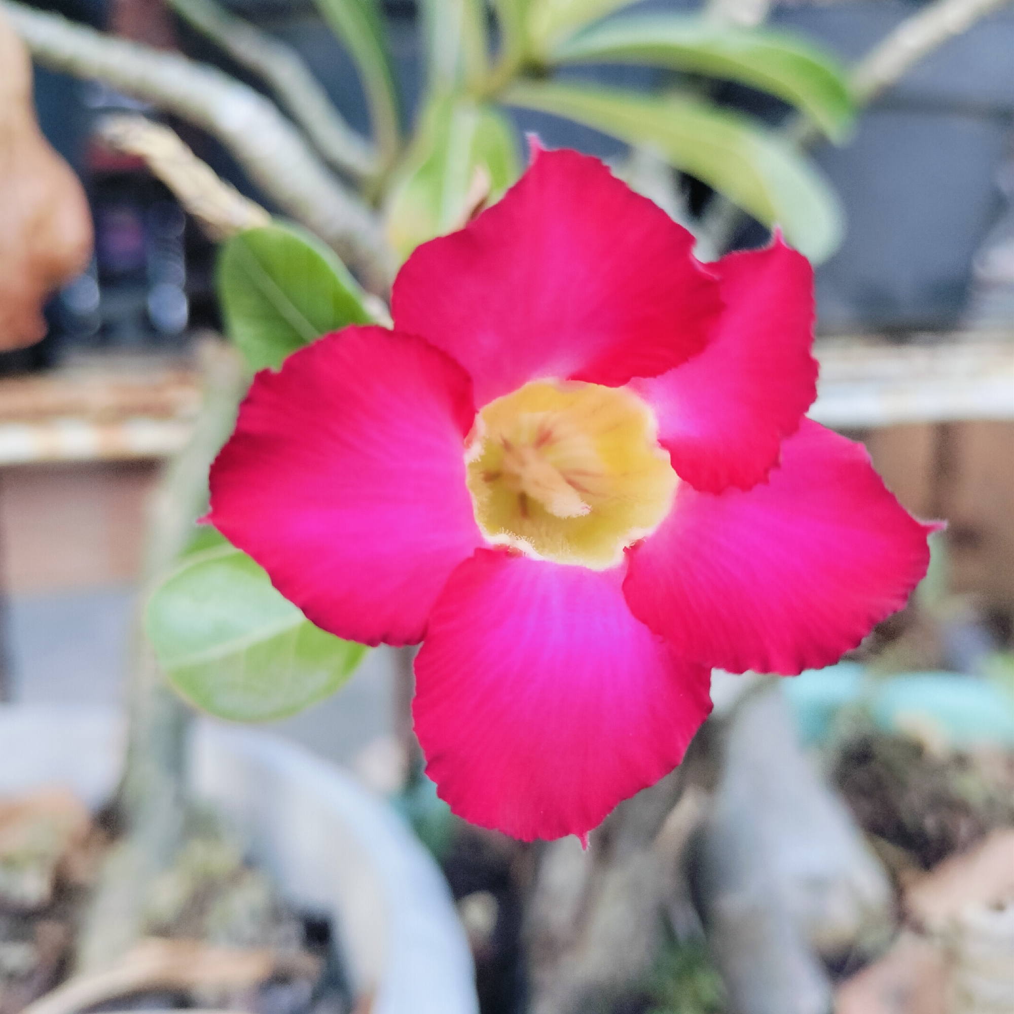 A close-up shot shows a red flower with a yellow center, likely a desert rose, in bloom. Green leaves are visible behind the flower. The background is blurred, but appears to be an outdoor setting with branches and potted plants. The image's location in Lhokseumawe, Indonesia, cannot be verified from the visual data alone.