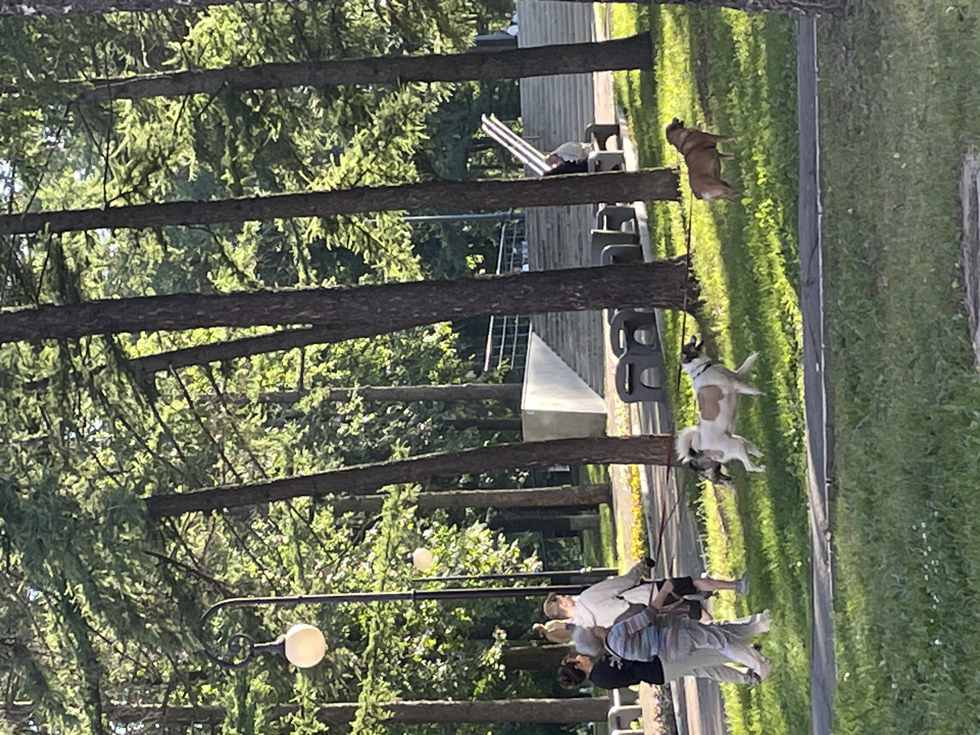 In a park setting with tall evergreen trees, a group of people are gathered. The image is oriented vertically, showing a snapshot of a sunny day. Several people are visible, with one person in the foreground wearing a white jacket, and others next to them in casual clothing. They appear to be interacting with each other.
Two dogs are also prominent in the scene. One dog, a brown boxer mix, is in mid-air, possibly jumping. Another dog, a smaller white and brown breed, is also on its hind legs, appearing energetic. Both dogs are leashed, suggesting they are being walked or are playing in a controlled area.
In the background, a light-colored structure with horizontal slats is visible, possibly a bench or seating area. Beyond that, more trees and a grassy area are present, bathed in sunlight. The overall atmosphere suggests a pleasant outdoor activity, likely in the afternoon given the strong shadows. There is no visible text in the image.