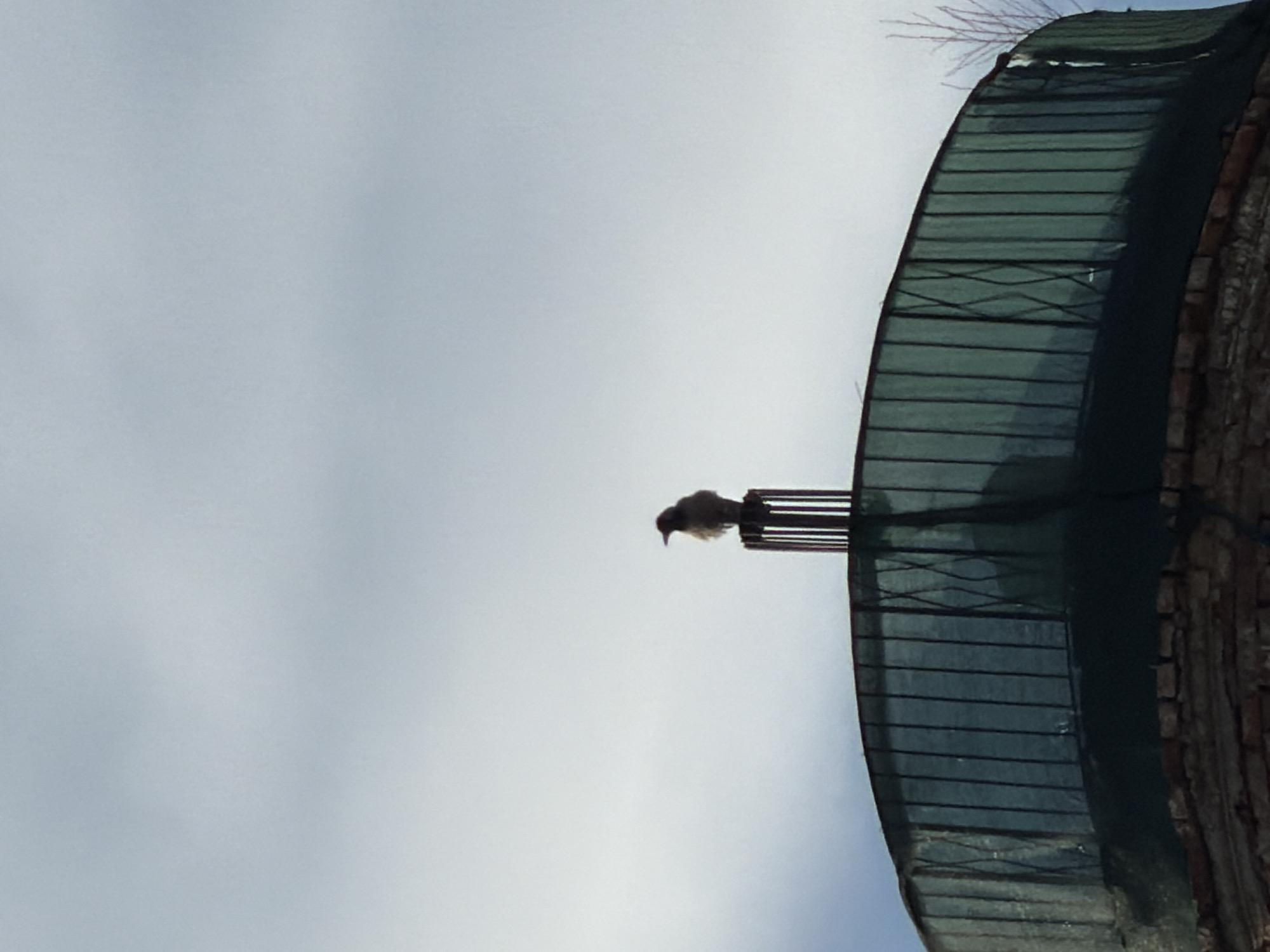 The image, oriented correctly, presents a striking view of a solitary bird perched against a bright, overcast sky. The small, dark-feathered bird is captured in silhouette, standing on a slender, vertical element that appears to be part of a larger structure.
On the right side of the frame, a significant portion of a large, curved building is visible. This structure is built from reddish-brown bricks, suggesting a classic or historical architectural style. A dark, possibly green or black, mesh-like material covers a substantial part of the curved surface, indicative of scaffolding, protective netting, or a construction shroud. This covering exhibits clear horizontal lines and some criss-cross patterns, adding texture to the building's facade. Faint, bare tree branches can be seen peeking over the top edge of this covered structure, extending into the pale sky.
The expansive sky dominates the left and central areas of the image, appearing as a uniform light blue or greyish-white, consistent with an overcast daytime. There are no people visible, and the only activity is the bird's static perch. The scene evokes a sense of quiet observation in what appears to be an urban or semi-urban setting, characteristic of a city like Izhevsk, Russia. No visible text is present in the image.