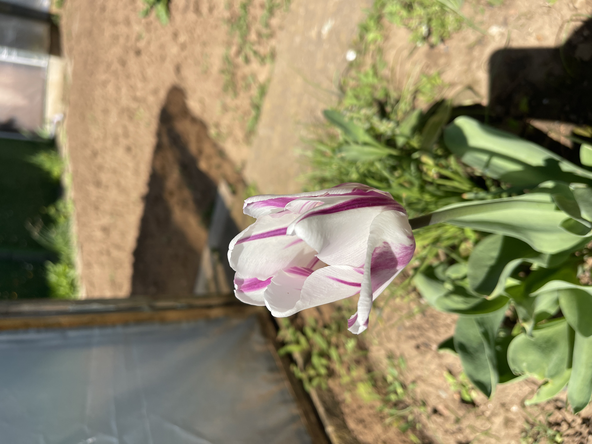 A close-up, sideways shot reveals a white tulip with purple streaks, its head leaning towards the left. The flower is in focus, while the background is slightly blurred. To the right of the flower, there are several green leaves of the tulip plant. In the background, the ground is a mix of brown soil and green grass. To the left, a partially visible, transparent or translucent surface with a wooden frame can be seen. Judging by the angle and lighting, the photo might have been taken during the day in a garden or park-like setting. Without additional information or landmarks, pinpointing the exact location in Sofia, Bulgaria is impossible.