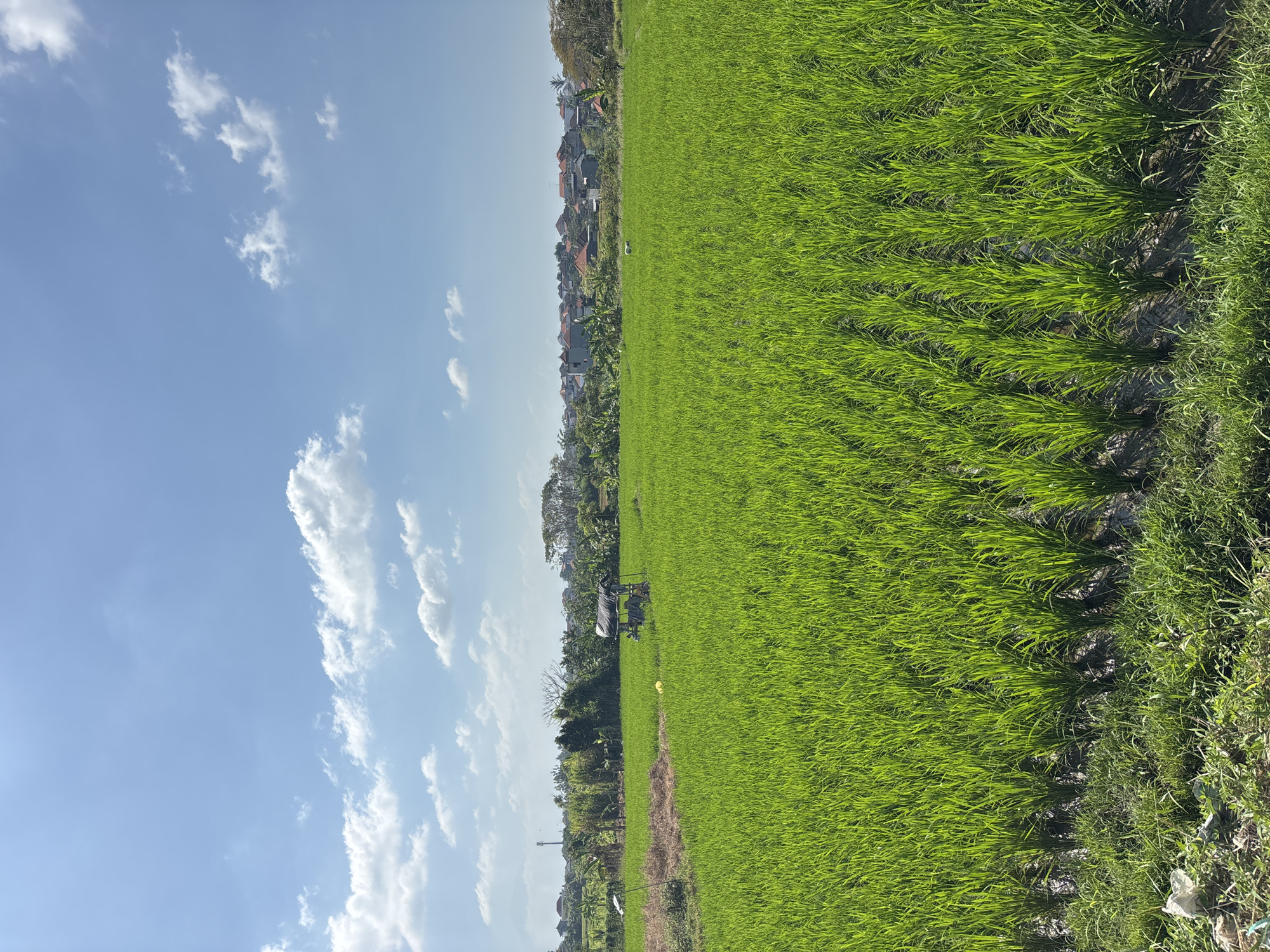 This is a landscape photograph of a vibrant green rice paddy field under a clear blue sky with scattered white clouds. The rice stalks are neatly planted in rows, creating a textured pattern across the foreground and midground. In the distance, a small, open-sided shelter with a dark roof stands within the paddy. Beyond the field, a line of trees separates the agricultural land from a residential area, characterized by houses with reddish-brown tile roofs and some modern buildings. The overall scene suggests a rural or semi-rural setting within the city of Denpasar, Indonesia, where rice cultivation is still common. The lighting indicates it is daytime, likely late morning or early afternoon, with bright sunshine casting gentle shadows. No people or animals are clearly visible in the frame.