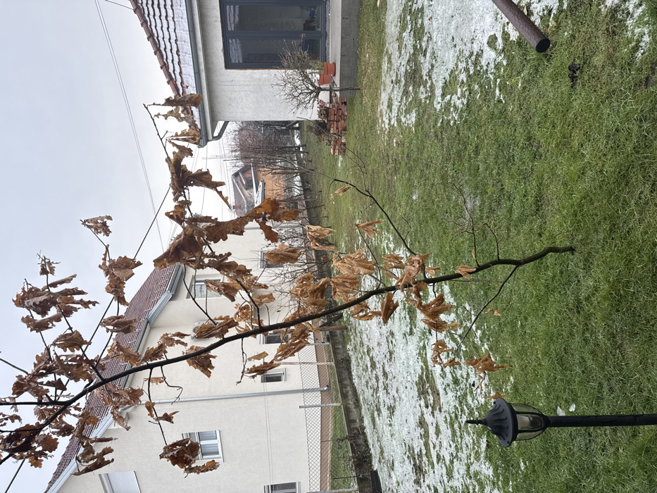 The scene depicts a residential backyard in Cibukovac, Serbia, under overcast skies, suggestive of late autumn or winter conditions. The foreground features a small deciduous tree with numerous dry, brown leaves clinging to its branches, positioned slightly left of center. To the lower left, a black, traditional-style garden lamp post with a clear globe is embedded in the lawn. The ground is primarily green grass, with irregular patches of melting snow or ice visible, particularly towards the right and receding into the mid-ground. A dark, possibly metal, pipe section lies horizontally on the grass in the lower right.
In the mid-ground, a wire fence separates the immediate yard from a more distant area containing several bare trees and shrubs.
The background features two primary buildings. To the left, a two-story, light-colored (likely white or cream) house with a reddish-brown tiled roof is visible. It has several white-framed windows, some with closed white rolling shutters, and an air conditioning unit on its facade. To the right, a single-story, light-colored building, also with a reddish-brown tiled roof partially covered in snow, features a large, dark-framed glass door or window leading out to a concrete patio. On this patio, a stack of red bricks is visible, along with several potted plants, including a small, leafless, intricately shaped tree. Utility lines traverse the upper portion of the frame between the two buildings. No people or animals are present.