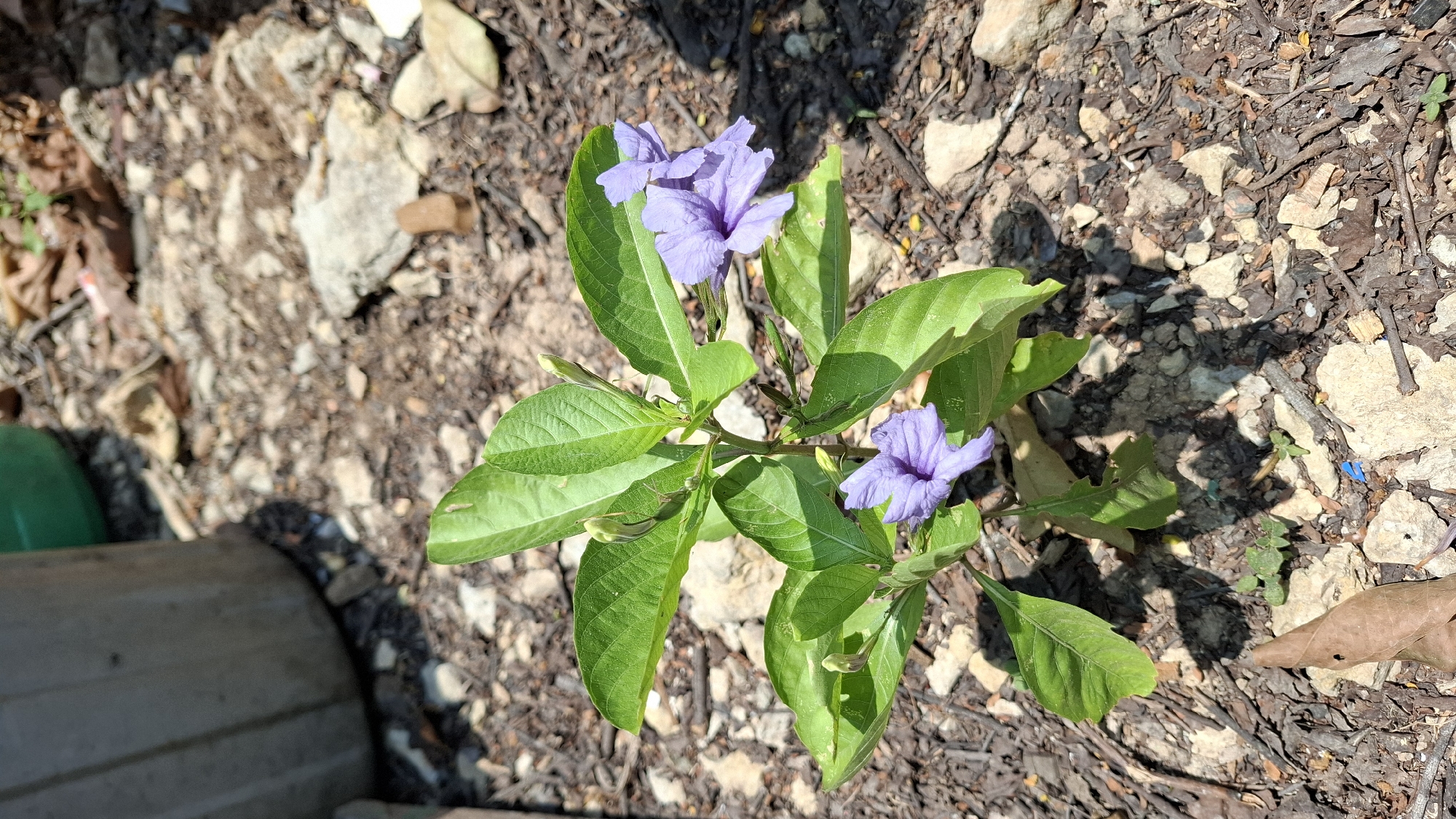 In an outdoor environment, a single plant with bright green leaves and purple flowers stands in the foreground. The plant has several blooms, some fully open and others in bud. The ground around the plant is covered in small stones, dirt, and scattered dry leaves. To the left of the plant, a portion of a large, light-colored cylindrical object, possibly a pot or container, is visible. In the background, out of focus, is a hint of a green object. The scene appears to be in a somewhat unkempt area, possibly a garden or yard, under bright sunlight casting shadows. The location is identified as Unknown, Indonesia.