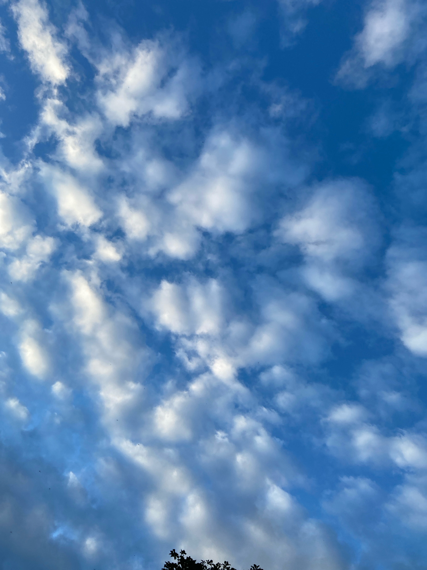The image is an upward-facing shot of a blue sky filled with scattered white and gray clouds. The clouds appear to be of varying thickness and density, with some areas showing bright sunlight breaking through. In the lower right corner, the silhouette of dark green tree foliage is visible against the sky. There are no people or discernible objects in the sky itself. The scene depicts a natural outdoor environment, likely a partly cloudy day. There is no information within the image to indicate a specific location in Moscow, Russia.