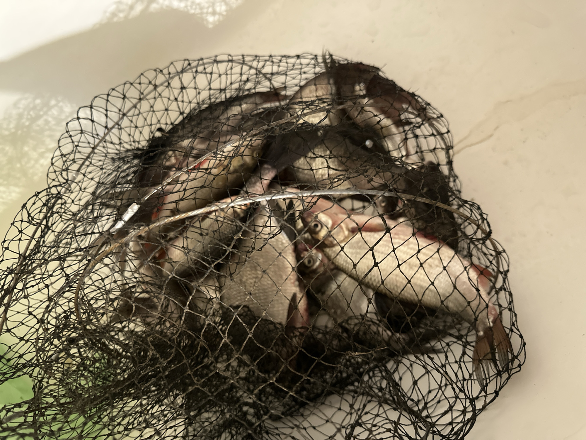 The image shows a black net filled with dead fish. The net rests on a light-colored surface, possibly a white plastic container. The fish are primarily gray and silver in color. The location is Chaikovsky, Russia.