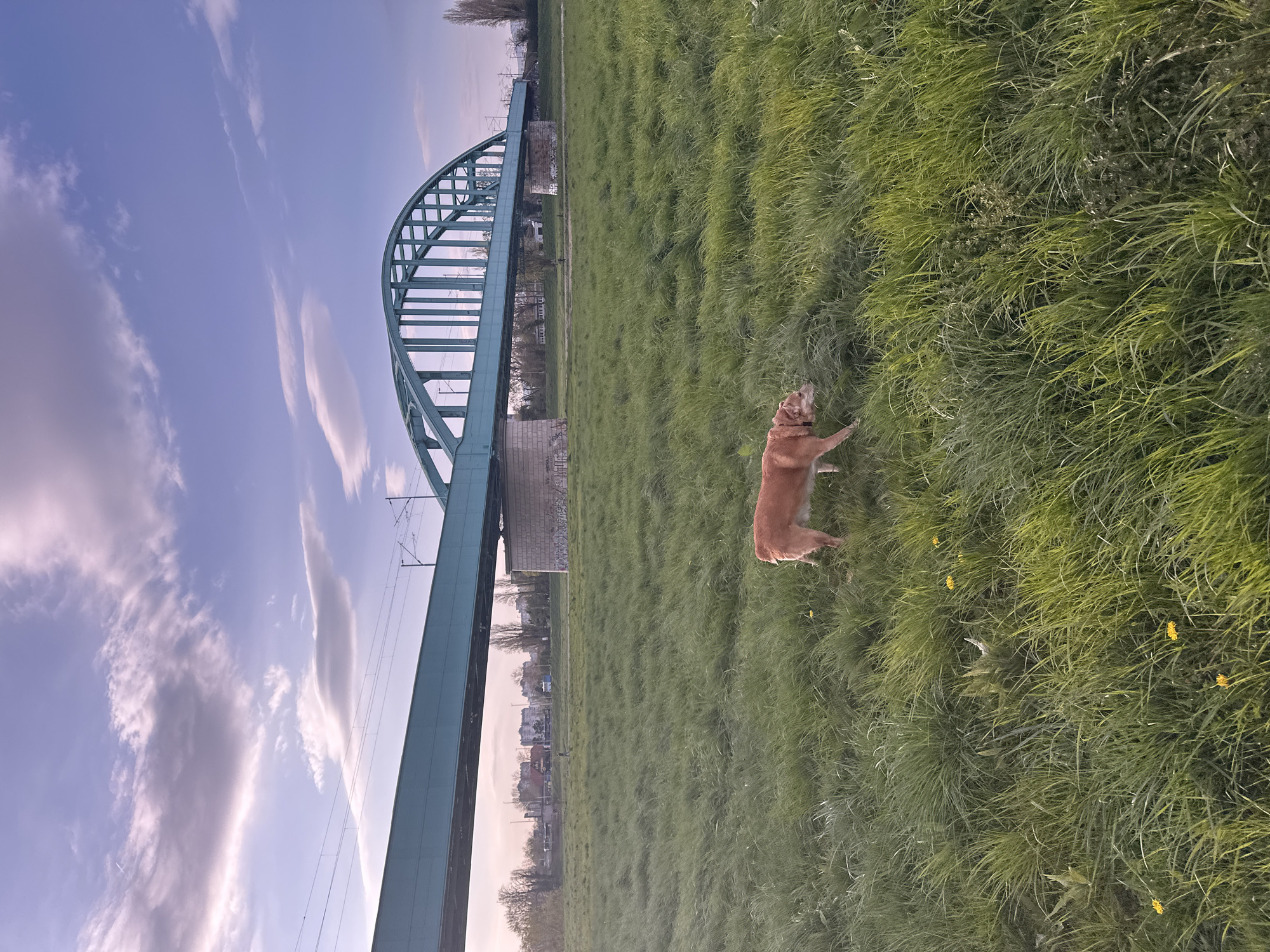 A dog stands in a field of grass with the Željeznički most ("Railway Bridge") in Zagreb, Croatia, visible in the background. The sky is light blue with clouds. The dog is light brown with a grey muzzle. The bridge is green.