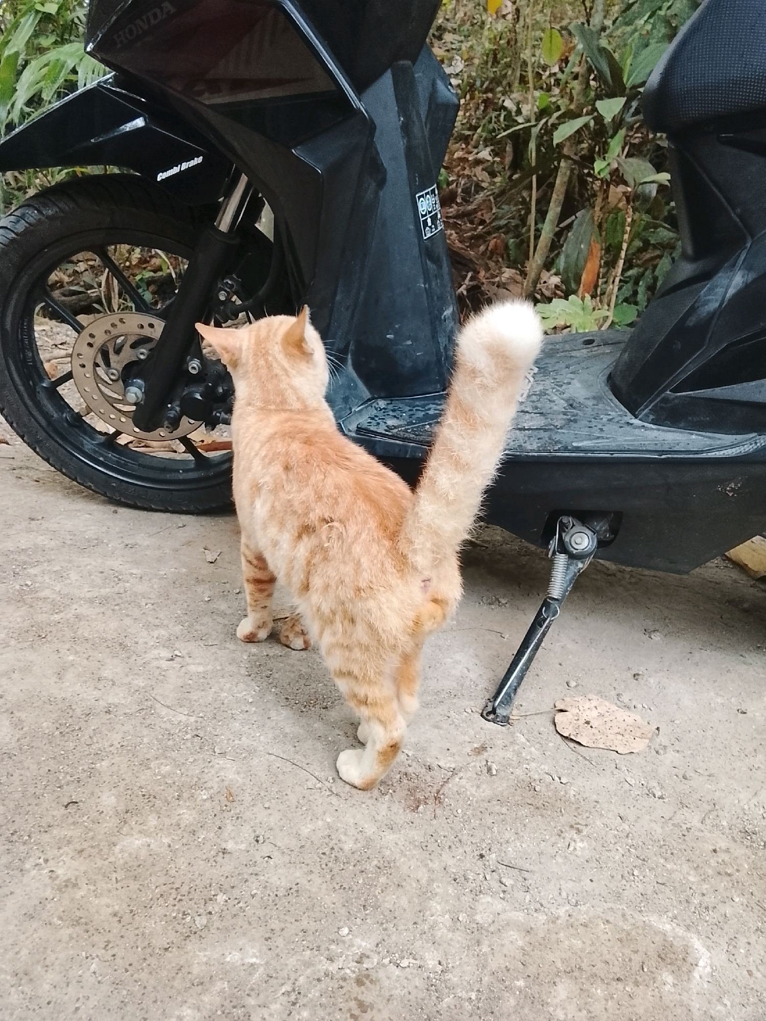 A ginger cat stands on a concrete surface next to a black motorcycle. The cat is facing away from the camera, with its tail held high and its head turned to the left. The motorcycle is parked in a natural environment with foliage in the background. The scene appears to be outdoors in a rural or suburban area of Kertahayu, Indonesia.
