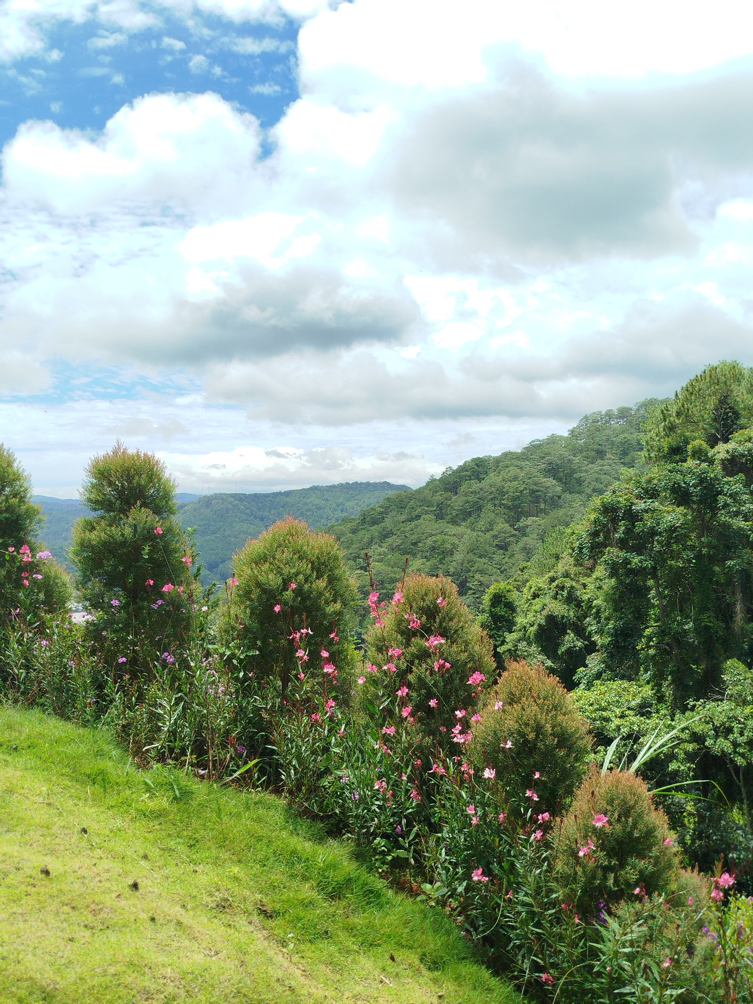 The image depicts a lush, green hillside with a clear blue sky dotted with white clouds. In the foreground, a grassy slope leads up to a row of manicured evergreen trees interspersed with pink and purple flowers. Behind the trees, a dense forest covers the rolling hills, creating a sense of depth and natural beauty. The overall scene is serene and picturesque, typical of the scenic landscapes found in Da Lat, Vietnam.