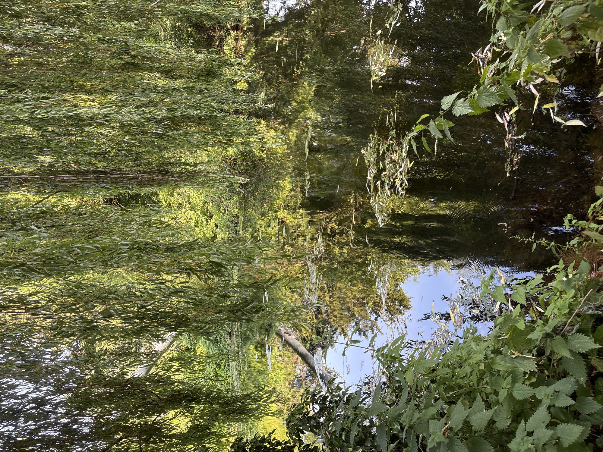 The image depicts a serene natural scene, likely a park or a wooded area, with a body of water reflecting the surrounding foliage. The foreground is dominated by lush green plants and nettles, with their serrated leaves clearly visible. Overhanging branches of a weeping willow tree create a canopy, their long, slender leaves dappling the water's surface. The water itself is dark and reflective, showing distorted images of the trees and sky. Scattered on the water are fallen leaves and possibly small aquatic plants. A fallen log or branch lies partially submerged in the water, extending from the left bank. The overall impression is one of tranquility and natural beauty. The location is the grounds of Hylands House in Chelmsford, United Kingdom, specifically near the ornamental lake.