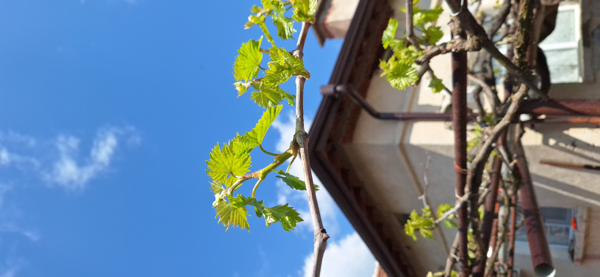 The image shows a close-up of a grapevine with young, bright green leaves and tendrils against a blue sky with sparse white clouds. The vine appears to be growing on a structure, possibly a trellis, adjacent to a light-colored building with a brown gutter system visible along the roofline. The image appears to have been taken from below, looking upward. The location is Katuntsi, Bulgaria.