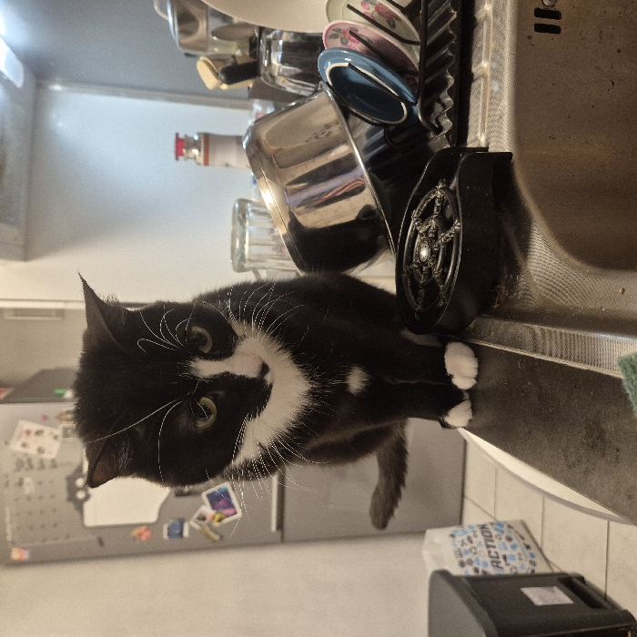 A black and white cat rests on a countertop next to a stainless steel sink, surrounded by dishes and dish-drying accessories. The cat faces towards the bottom left of the frame, peering upwards. A refrigerator with magnets is visible in the background. Below the cat is a white bag with blue lettering. A black object is near the bottom right corner.
