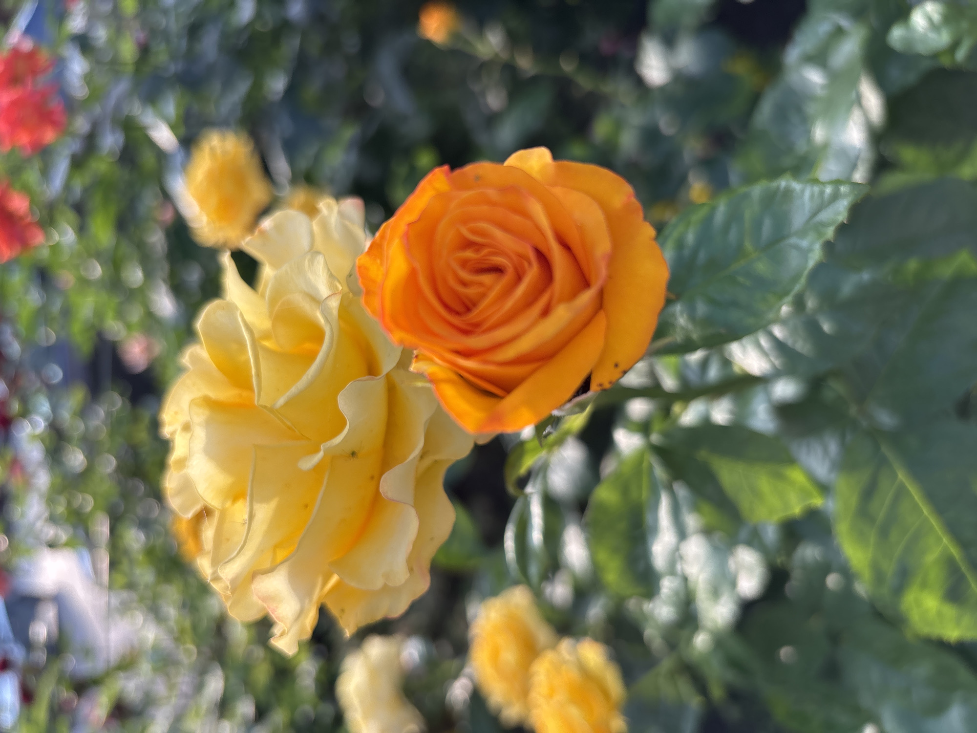 This is a close-up, eye-level shot of two roses. The rose in the foreground is a vibrant yellow with ruffled petals. To its right, a second rose is a bright orange, with a tighter, more traditional bloom. Both roses are in focus, with the background blurred into a soft bokeh of green leaves and light. Sunlight appears to be hitting the roses from the side, highlighting the texture of their petals and creating a warm, inviting glow. There are other, less distinct roses or flowers visible in the blurred background, some in shades of yellow and red, suggesting a garden setting. The overall mood is serene and cheerful, evoking a sense of natural beauty and the abundance of a blooming garden. The image appears to have been taken during the daytime, likely late morning or early afternoon, given the bright sunlight and the shadows cast. There is no visible text in the image.