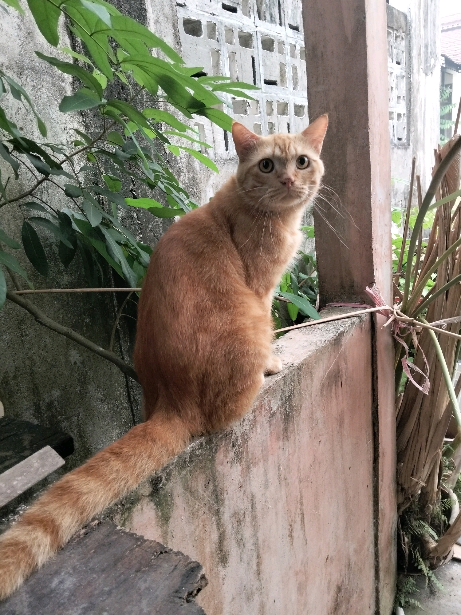 In Arang Limbung, Indonesia, an orange tabby cat sits on a textured, pale pink concrete ledge. The cat is facing to the right, with its body turned towards the viewer. Its tail extends to the left, resting on a weathered wooden surface. The background consists of a grey, rough-textured wall with a grid of square openings, partially obscured by lush green foliage on the left. To the right of the cat, a large vertical concrete pillar is visible, and behind it, dried brown stalks and green ferns. The scene appears to be outdoors, possibly in a garden or alleyway.