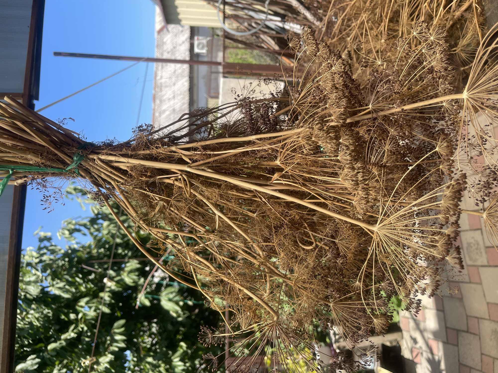 A bunch of dried dill hangs from a green string against a bright blue sky, in the city of Primorsko-Akhtarsk, Russia. The dill, brown and brittle, has seeds clustered at the end of its feathery branches. Behind the dill, out of focus, is a leafy green tree on the left and buildings with grey rooftops and corrugated metal siding on the right. A paved area with pink and beige square tiles is visible in the lower left corner, casting shadows from the hanging dill. The scene appears to be outdoors, likely in a backyard or garden, bathed in sunlight. There are no people present in the image.