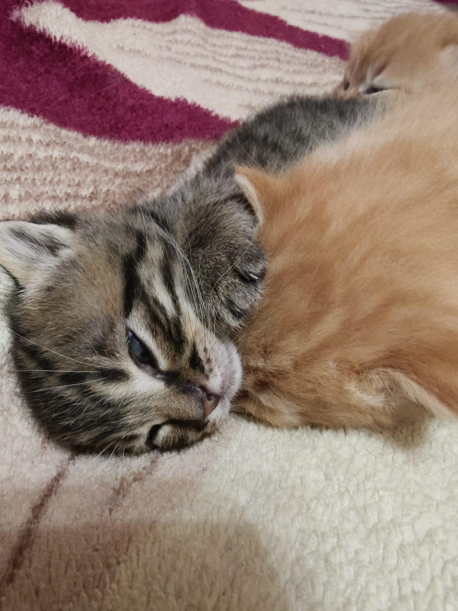 Three kittens are lying on a beige blanket with red and white stripes. One kitten is a tabby with black stripes and blue eyes, and is lying with its head closest to the camera. Another kitten is orange and lying close to the tabby. Part of a third kitten can be seen behind the orange kitten. There is no indication of this photo being taken in Poltavka, Ukraine.